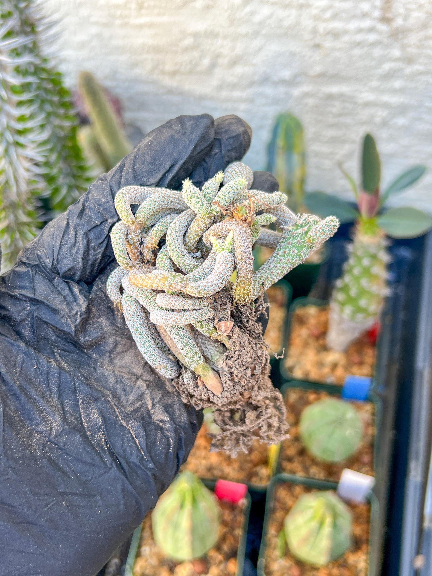 Imported cactus cluster (#3) | Ehciveria | Hoyas | Sansevieria