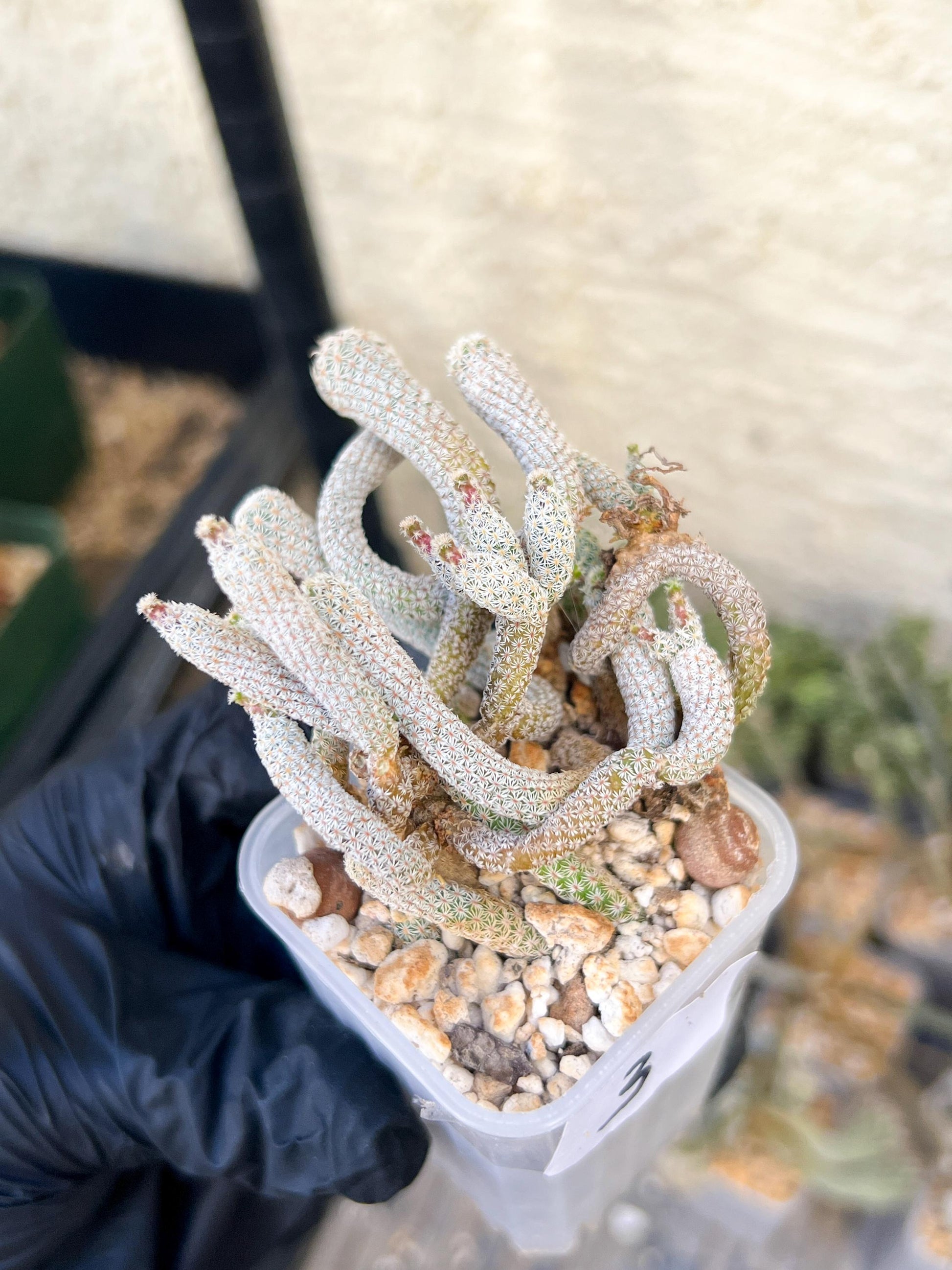 Imported cactus cluster (#3) | Ehciveria | Hoyas | Sansevieria
