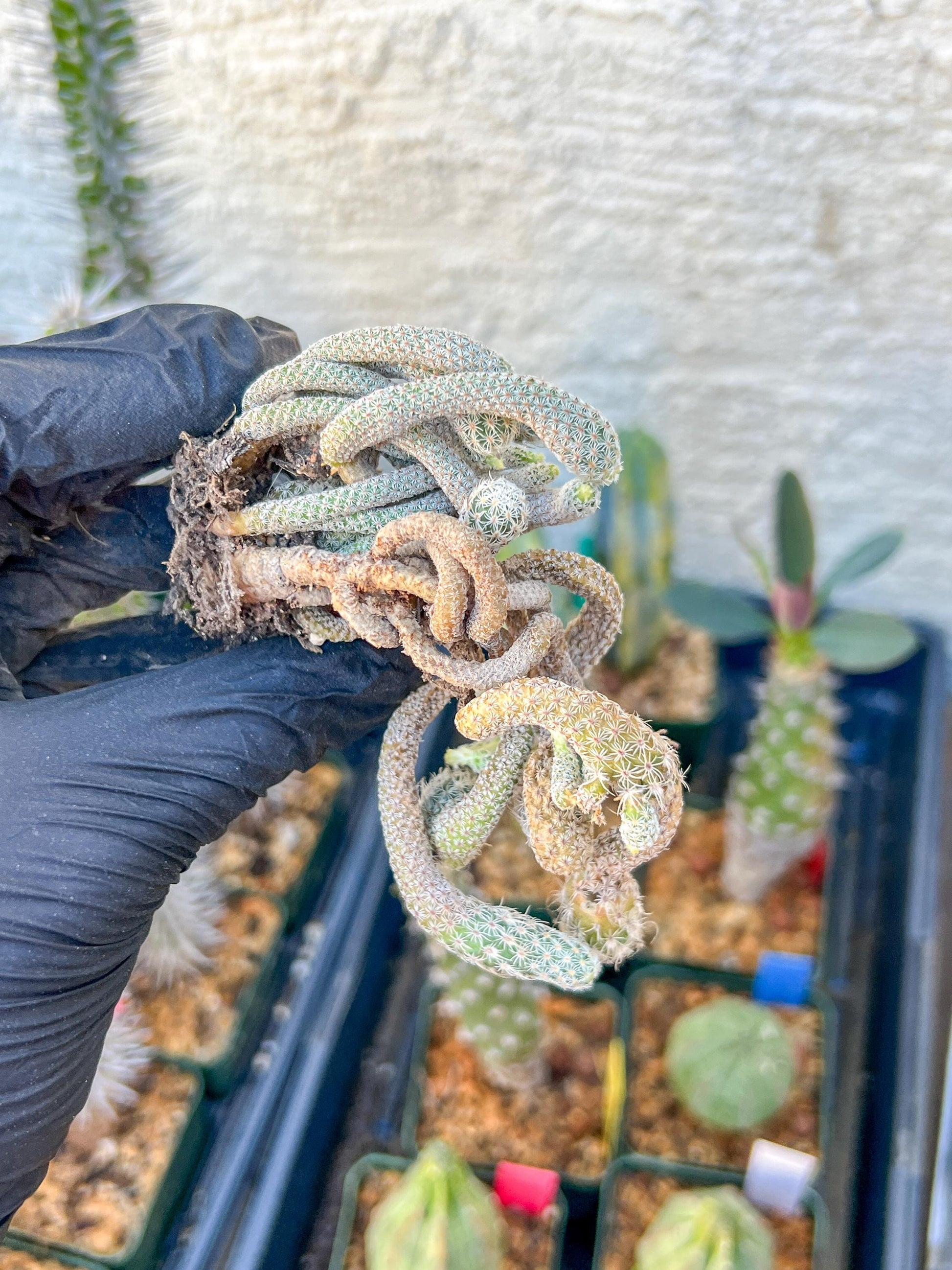 Imported cactus cluster (#4) | Ehciveria | Hoyas | Sansevieria