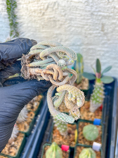 Imported cactus cluster (#4) | Ehciveria | Hoyas | Sansevieria
