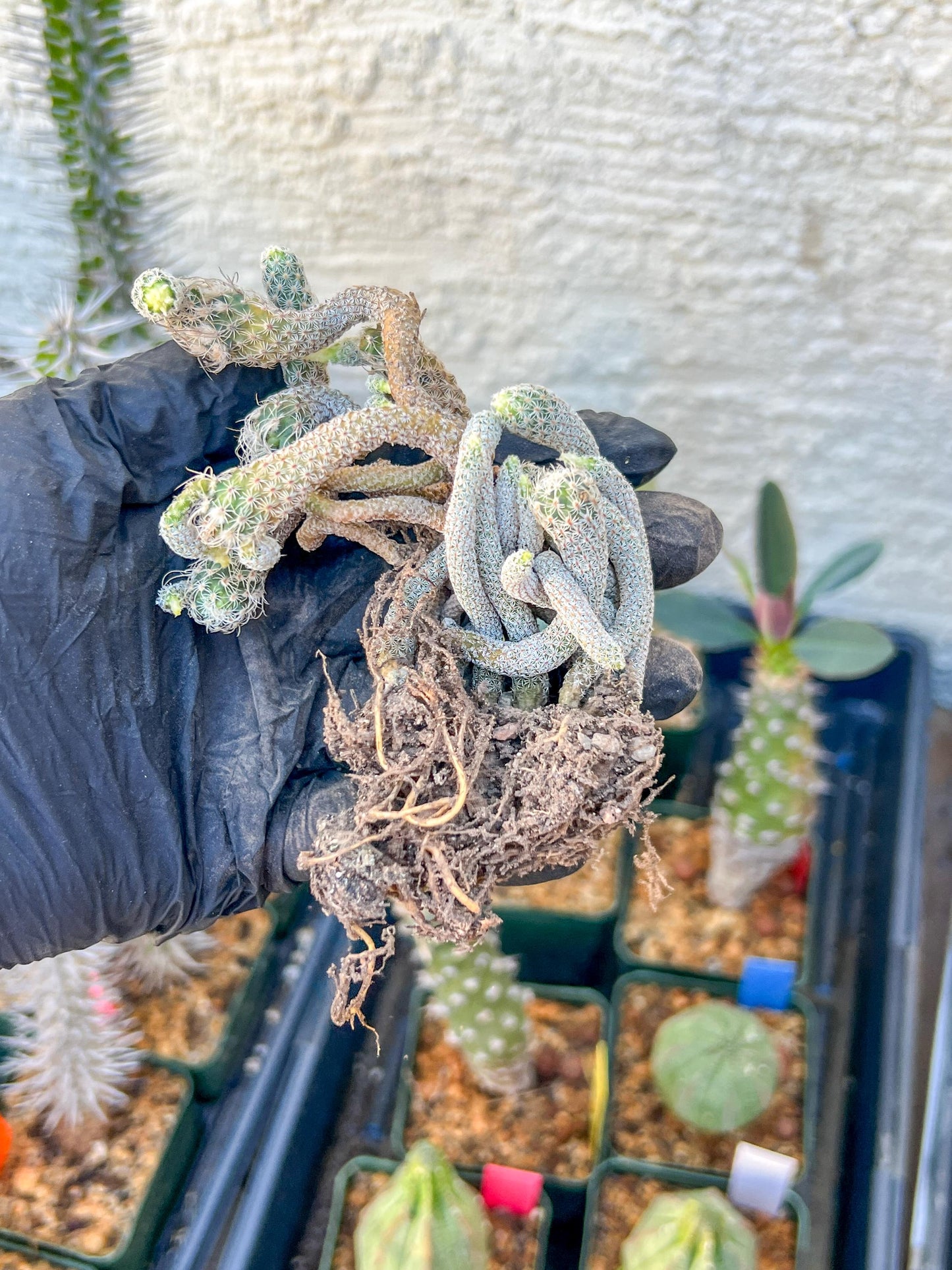 Imported cactus cluster (#4) | Ehciveria | Hoyas | Sansevieria