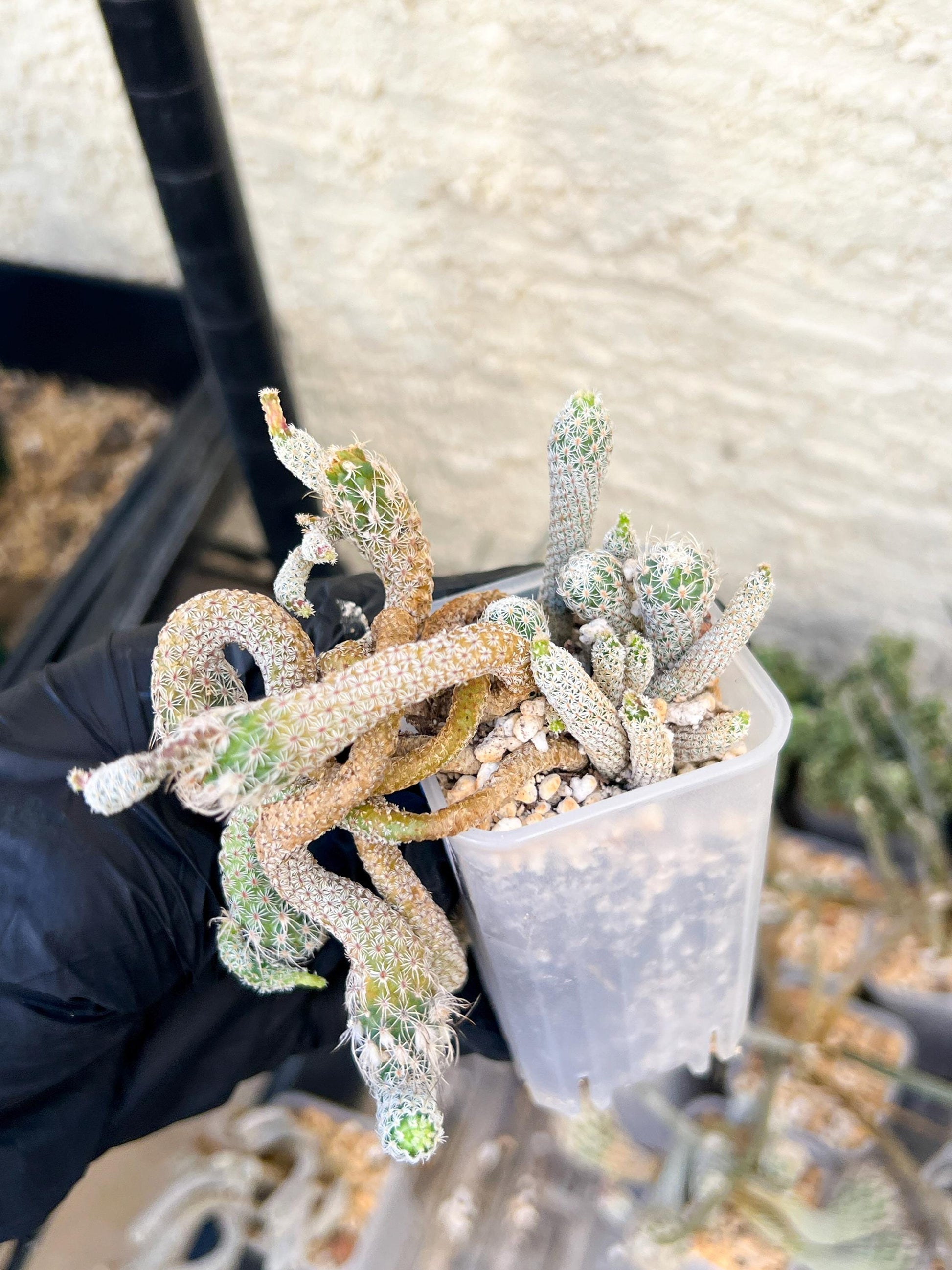 Imported cactus cluster (#4) | Ehciveria | Hoyas | Sansevieria