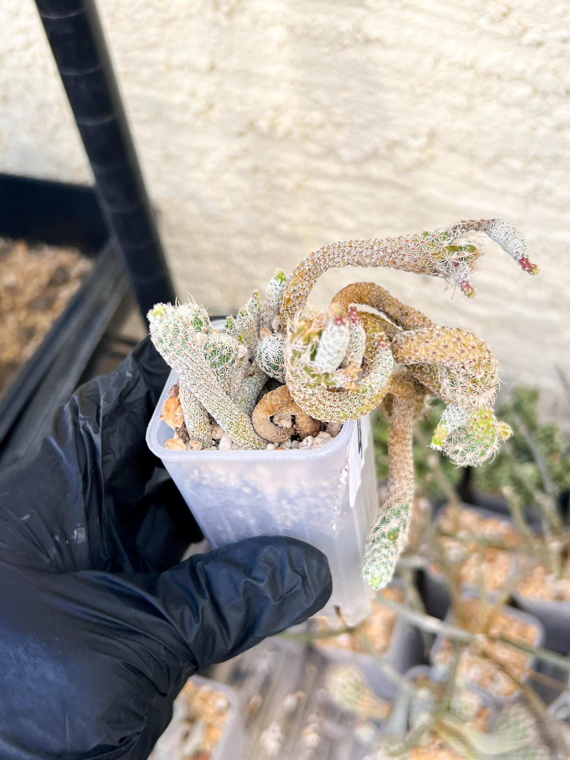 Imported cactus cluster (#4) | Ehciveria | Hoyas | Sansevieria