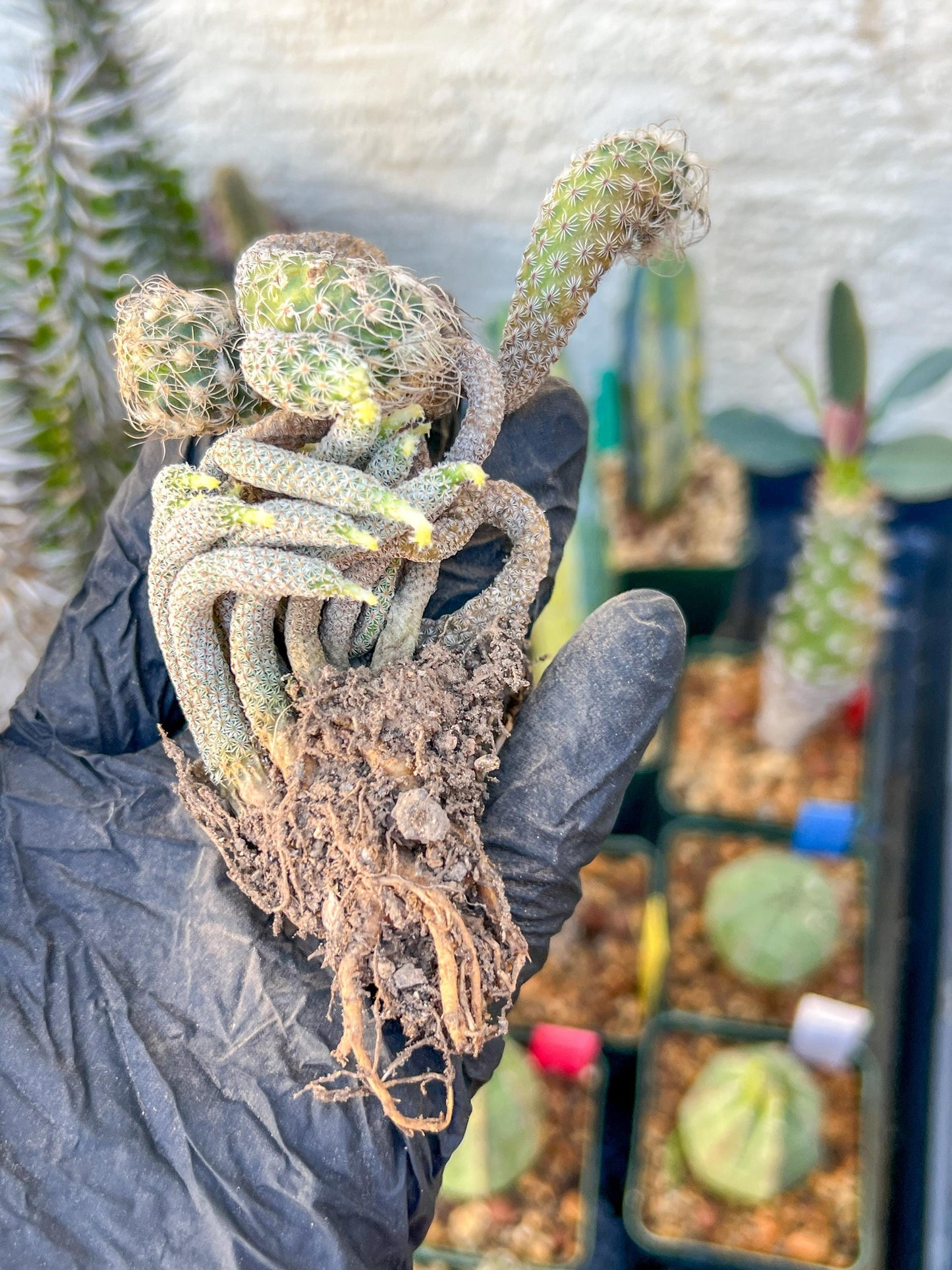 Imported cactus cluster (#5) | Ehciveria | Hoyas | Sansevieria