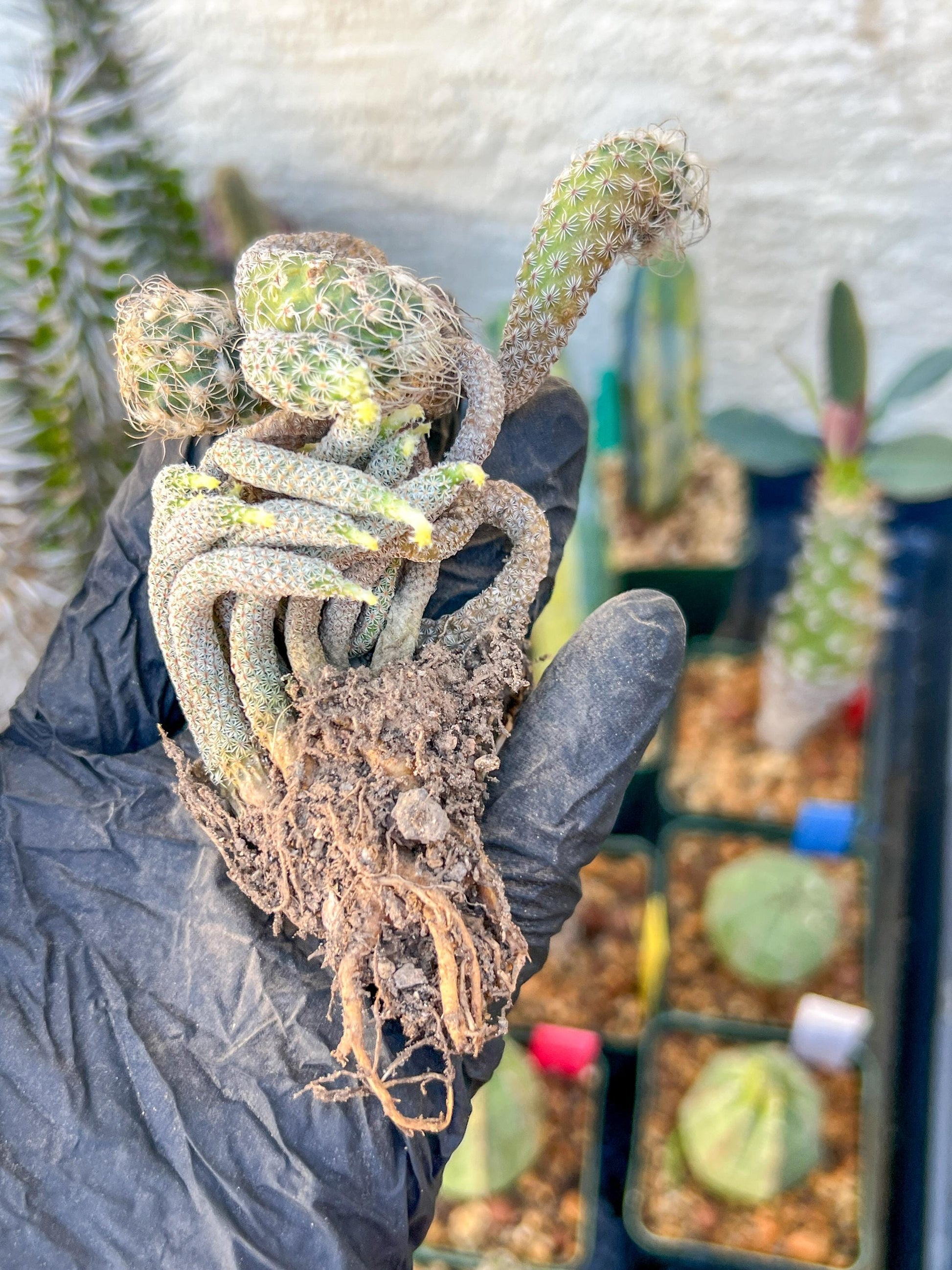 Imported cactus cluster (#5) | Ehciveria | Hoyas | Sansevieria
