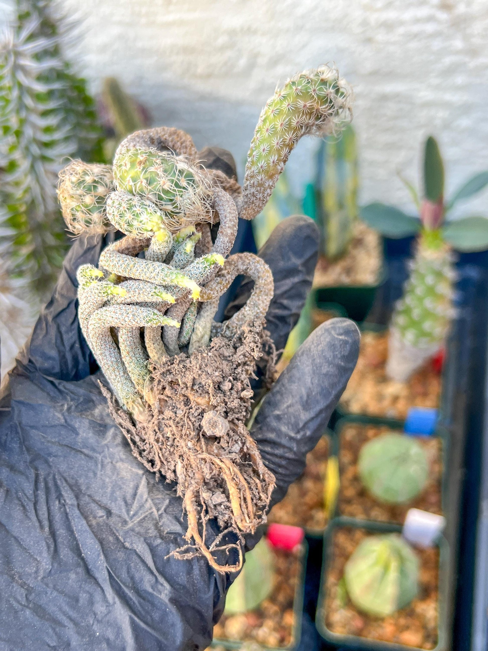 Imported cactus cluster (#5) | Ehciveria | Hoyas | Sansevieria