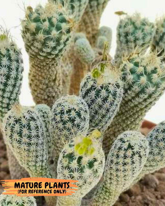 Imported cactus cluster (#5) | Ehciveria | Hoyas | Sansevieria