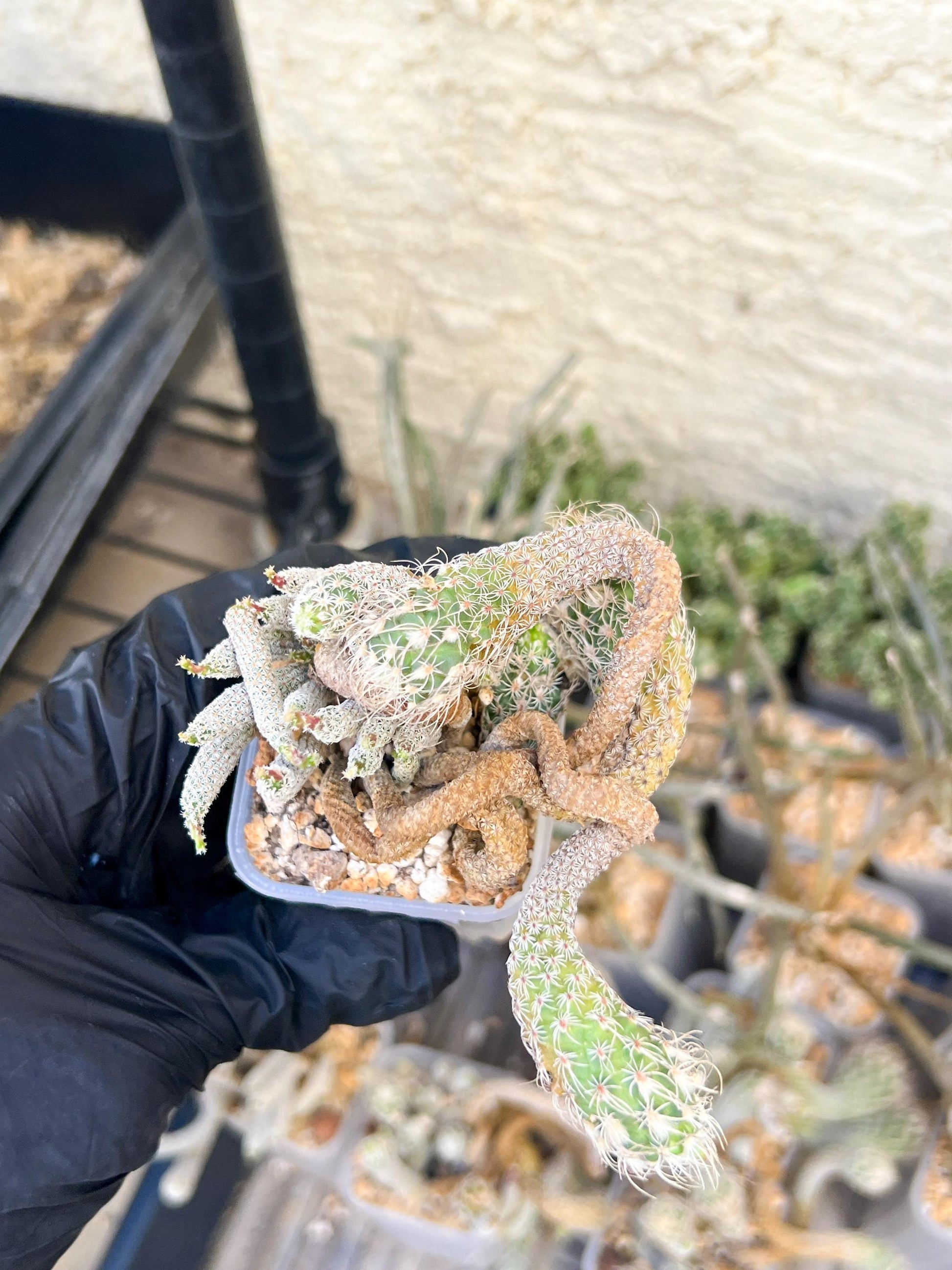 Imported cactus cluster (#6) | Ehciveria | Hoyas | Sansevieria