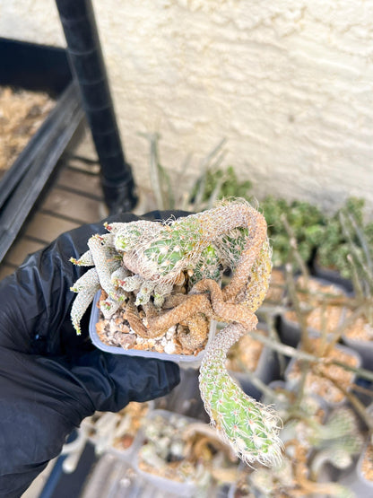 Imported cactus cluster (#6) | Ehciveria | Hoyas | Sansevieria