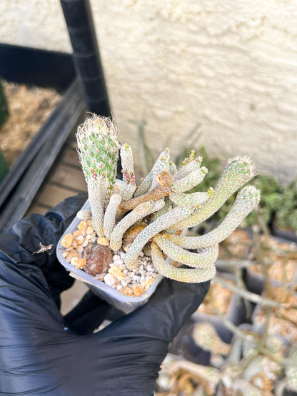 Imported cactus cluster (#6) | Ehciveria | Hoyas | Sansevieria