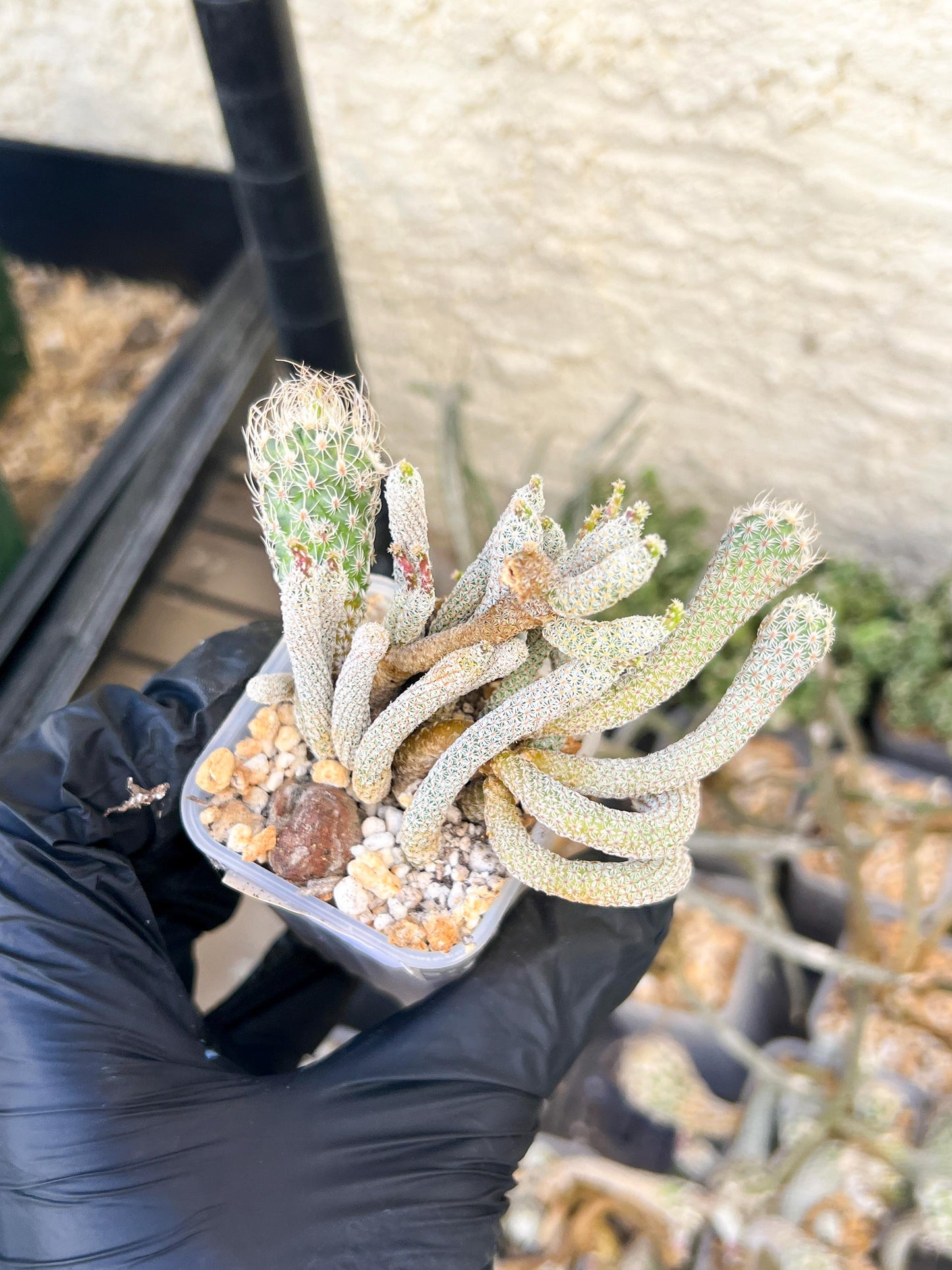 Imported cactus cluster (#7) | Ehciveria | Hoyas | Sansevieria