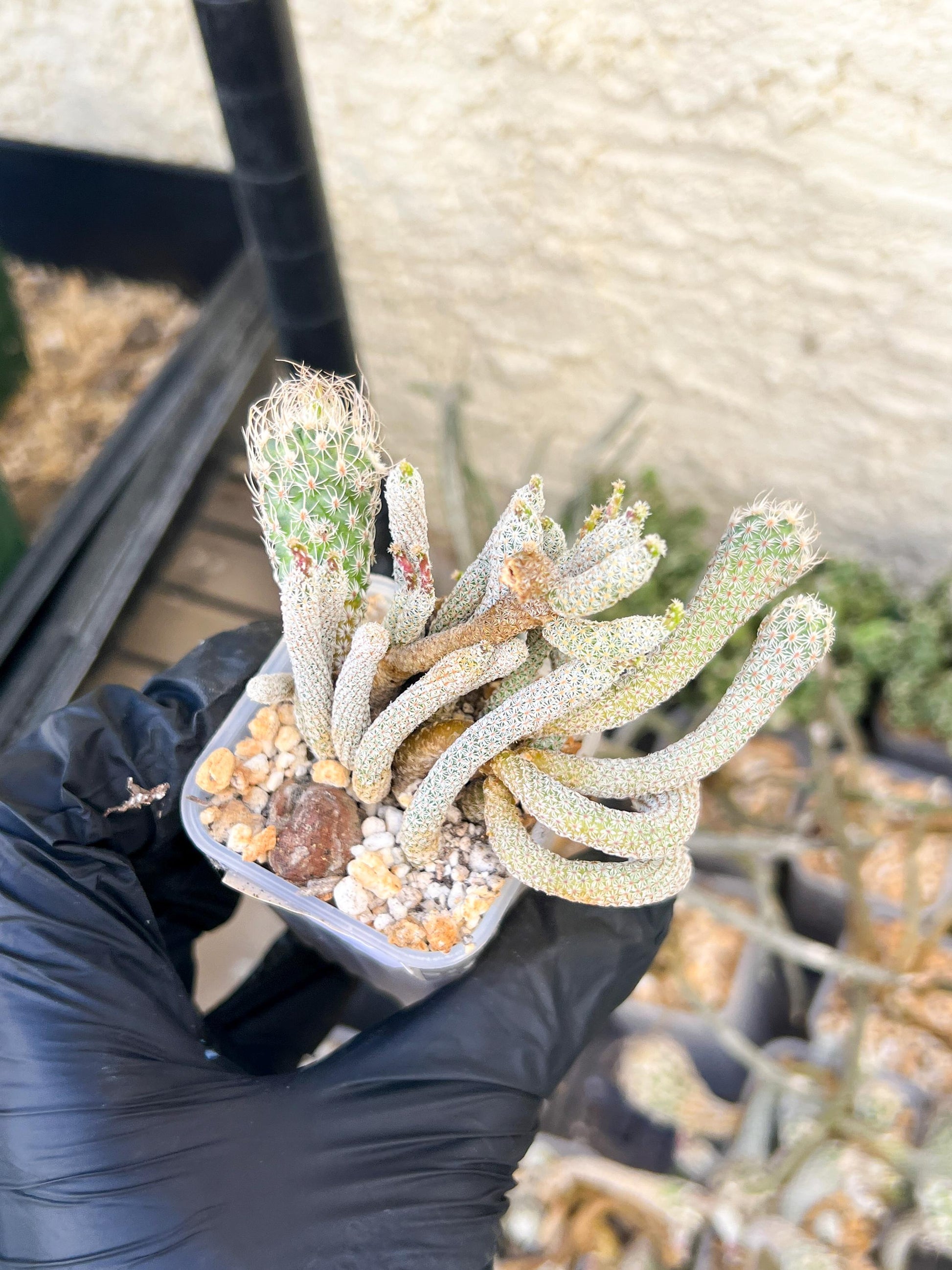 Imported cactus cluster (#7) | Ehciveria | Hoyas | Sansevieria