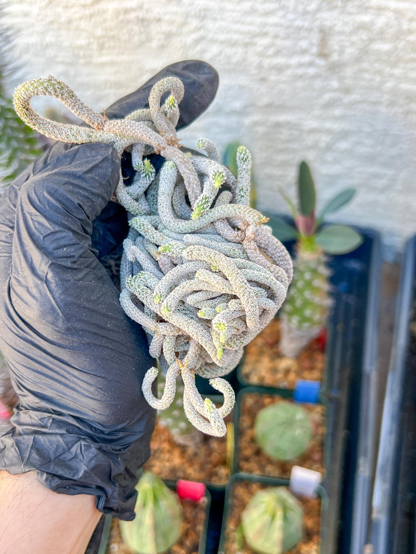 Imported cactus cluster (#8) | Ehciveria | Hoyas | Sansevieria
