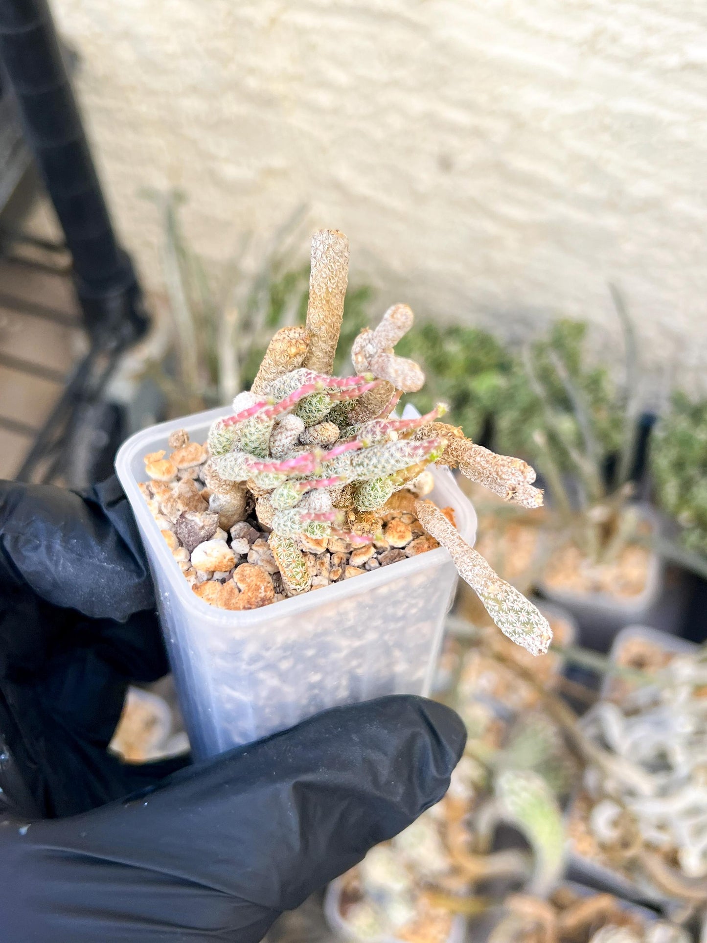 Imported cactus cluster (#9) | Ehciveria | Hoyas | Sansevieria