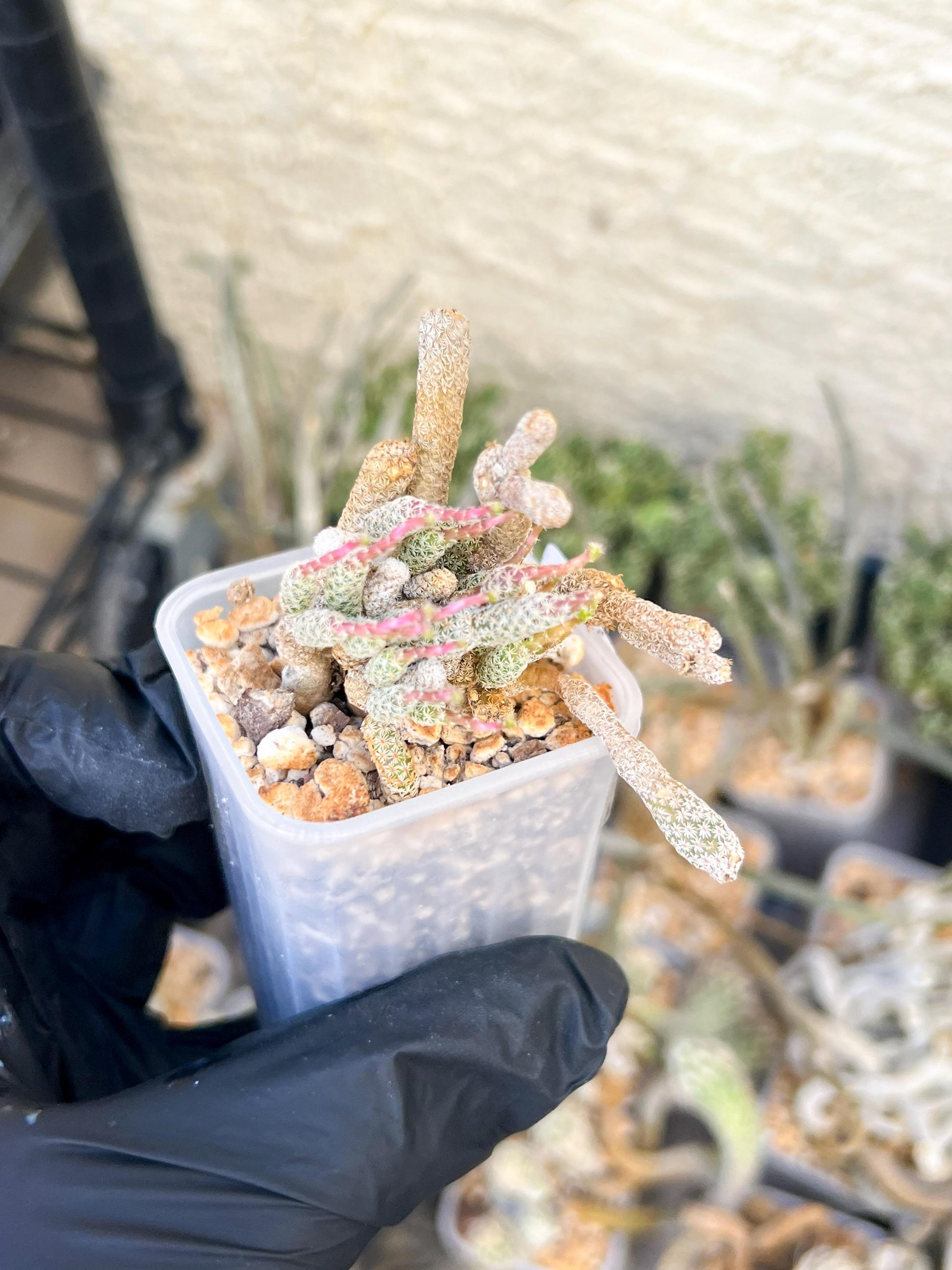 Imported cactus cluster (#9) | Ehciveria | Hoyas | Sansevieria