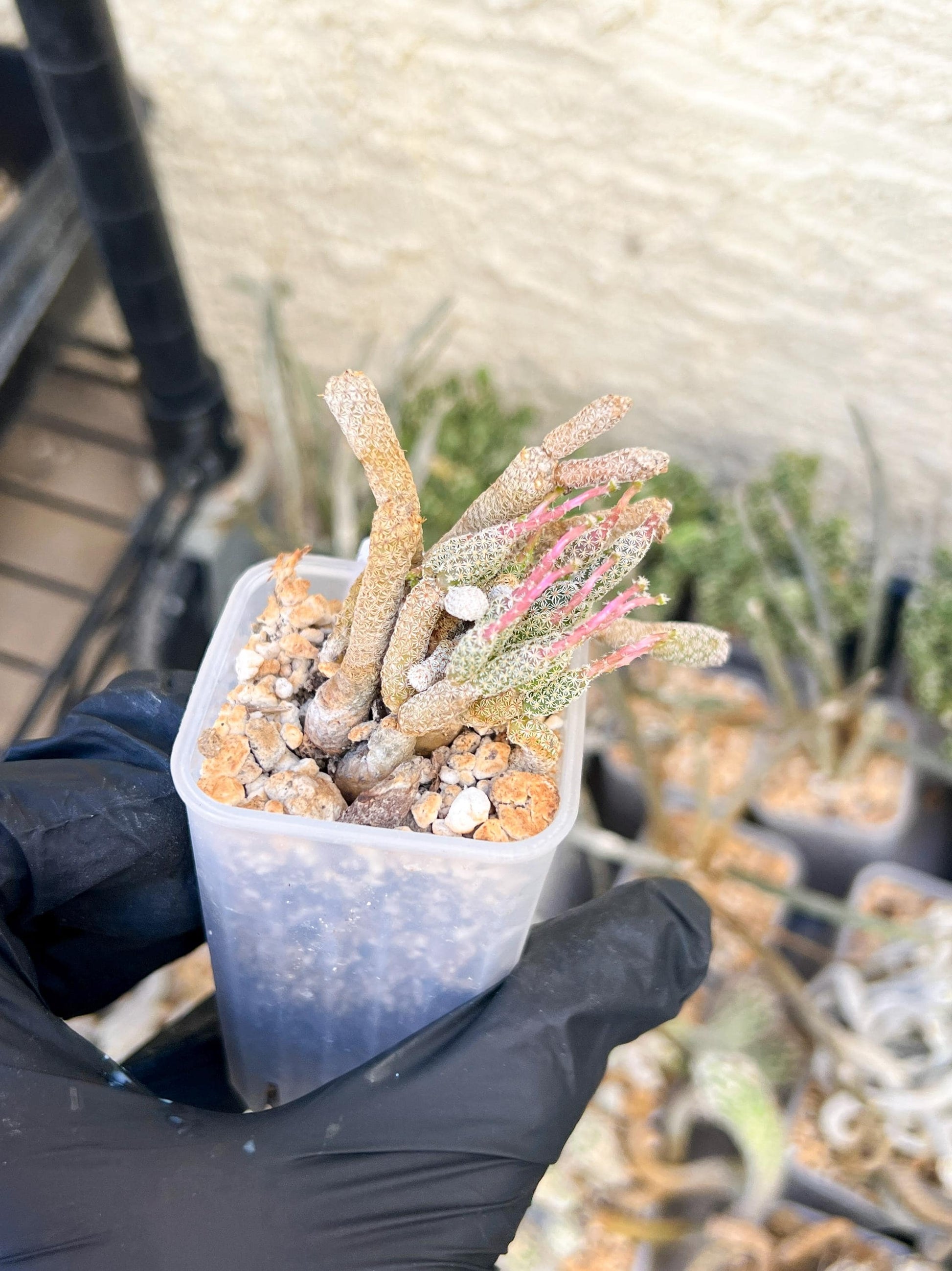 Imported cactus cluster (#9) | Ehciveria | Hoyas | Sansevieria