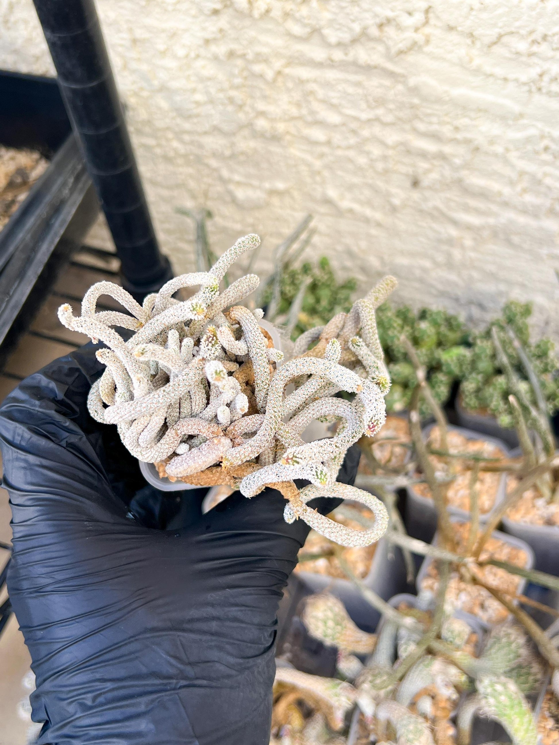 Imported cactus cluster (#8) | Ehciveria | Hoyas | Sansevieria