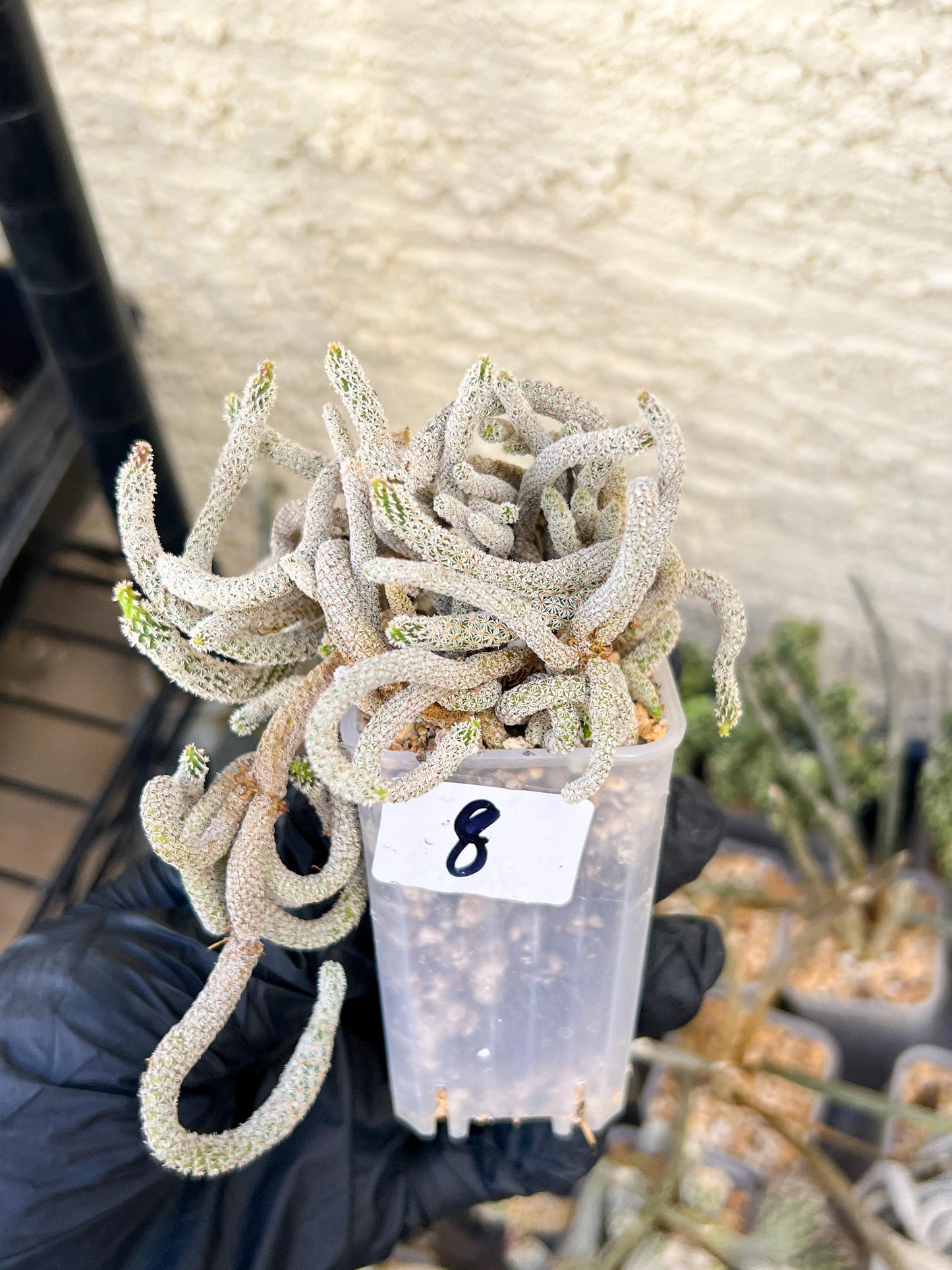 Imported cactus cluster (#8) | Ehciveria | Hoyas | Sansevieria