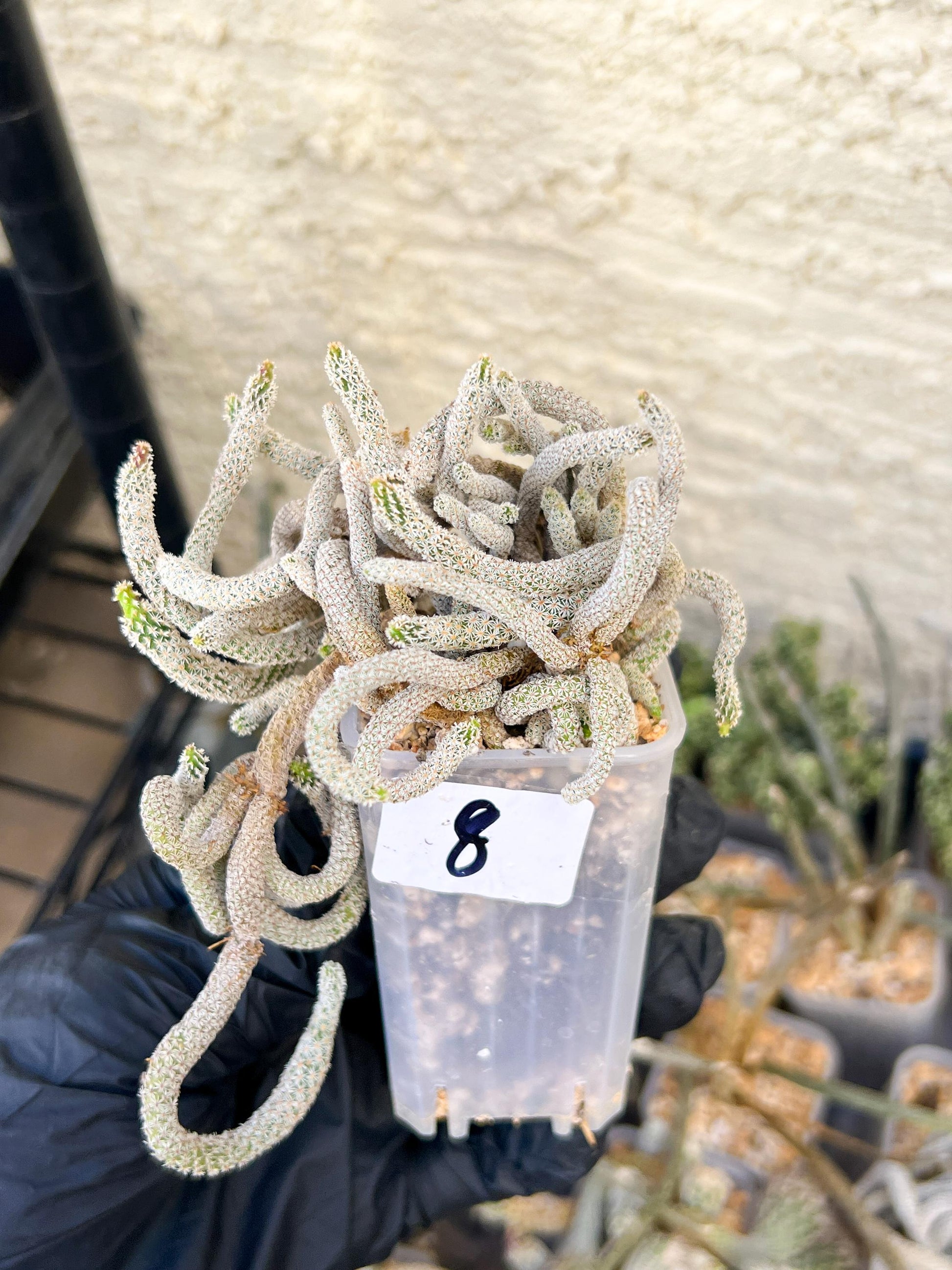 Imported cactus cluster (#8) | Ehciveria | Hoyas | Sansevieria