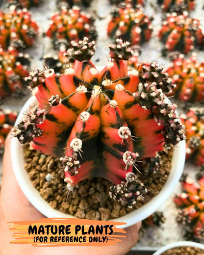 Gymnocalycium Honey Orange (gy7) (b2) | Rare Hybrid cactus