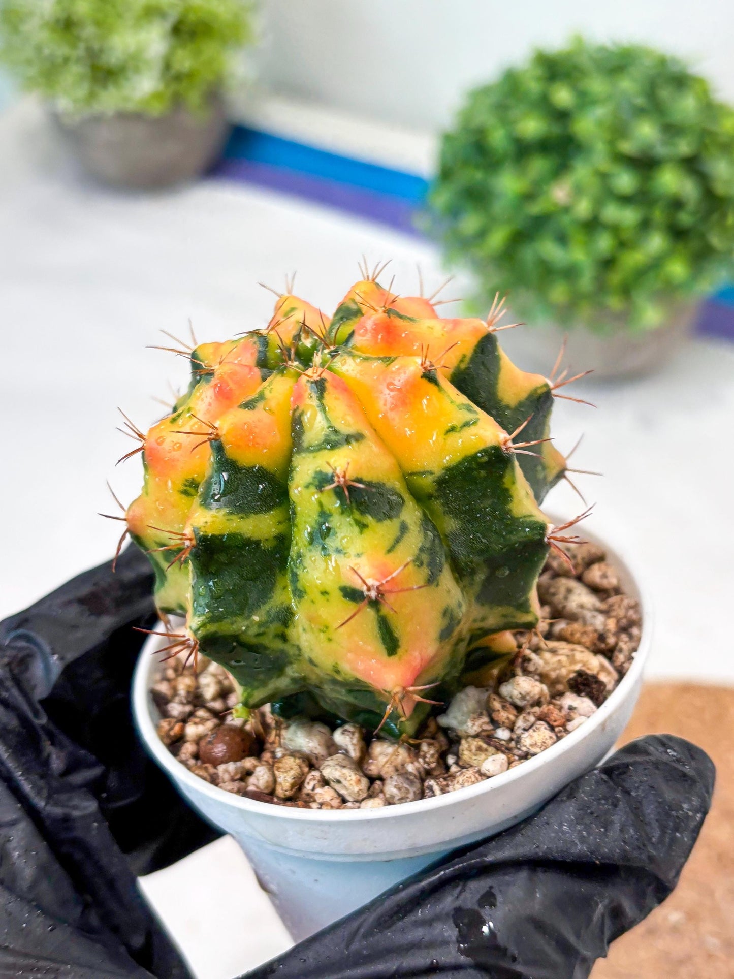 Gymnocalycium "Carnelian" (g4) (y3) | variegated cactus