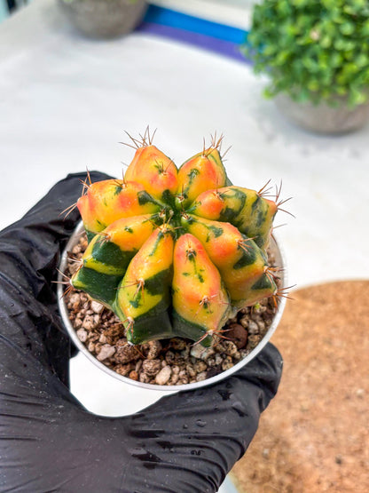 Gymnocalycium "Carnelian" (g4) (y3) | variegated cactus