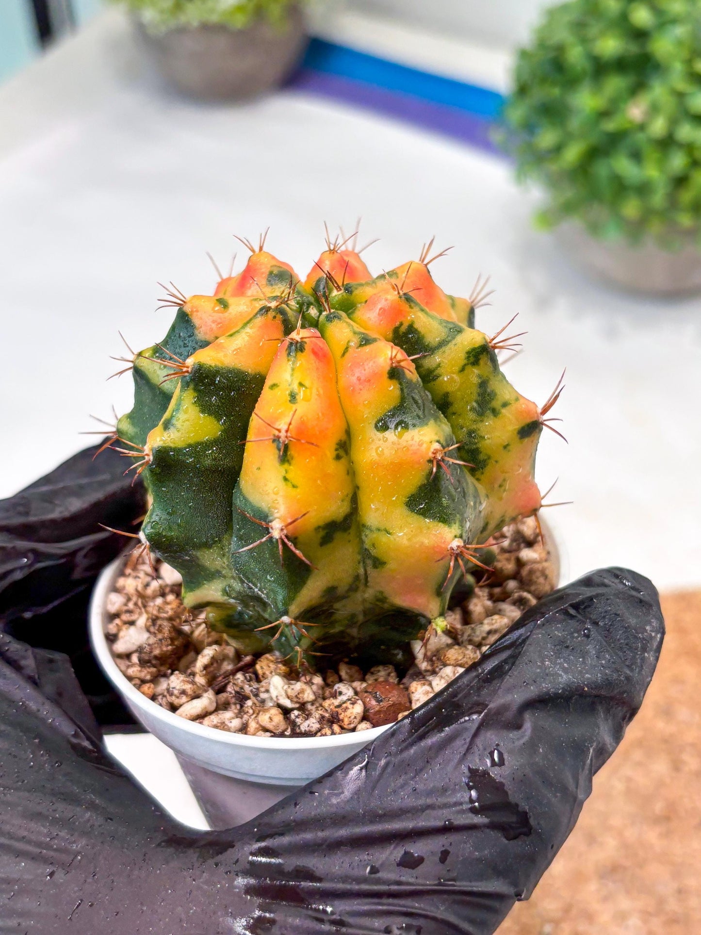 Gymnocalycium "Carnelian" (g4) (y3) | variegated cactus