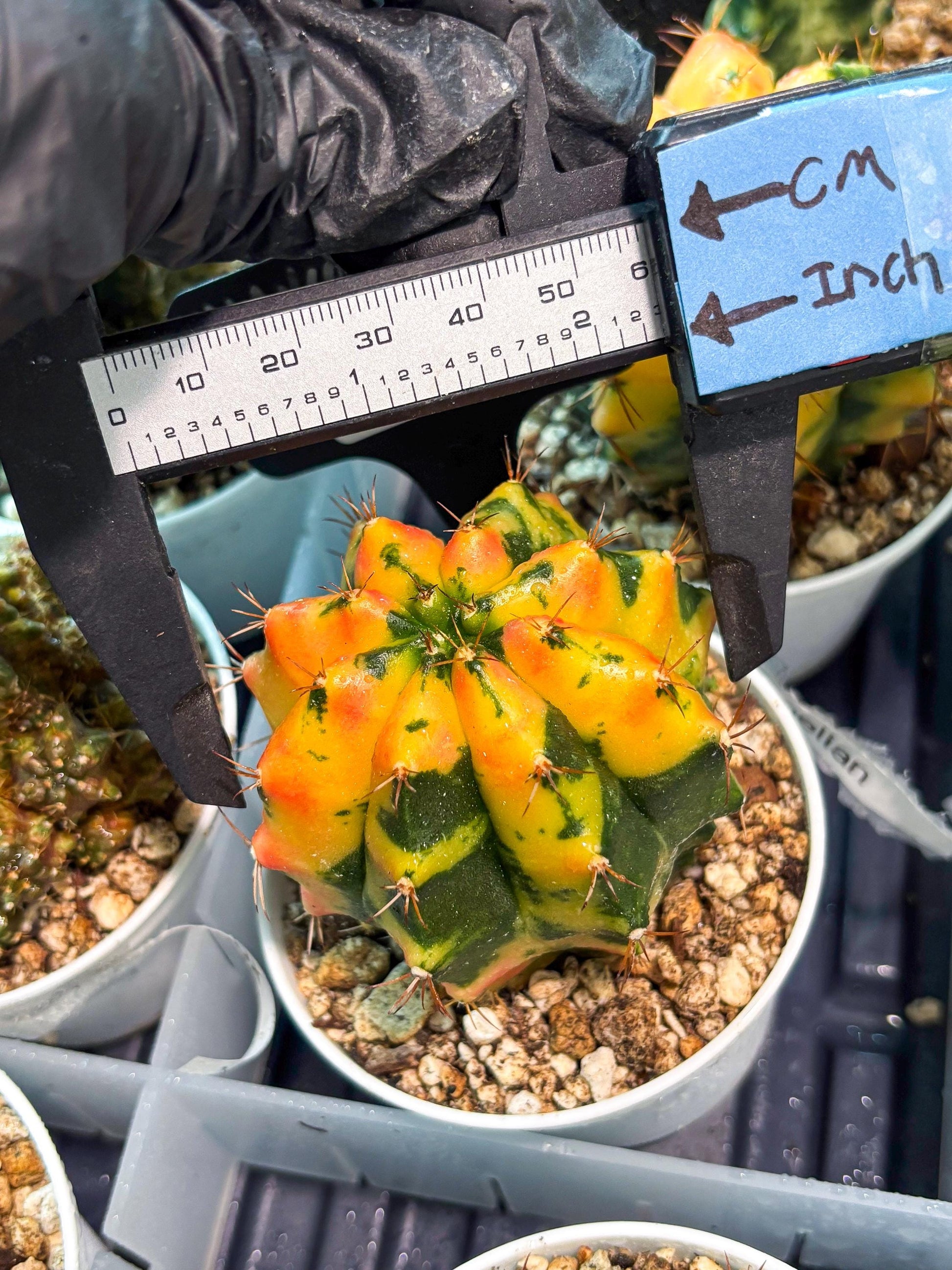 Gymnocalycium "Carnelian" (g4) (y3) | variegated cactus