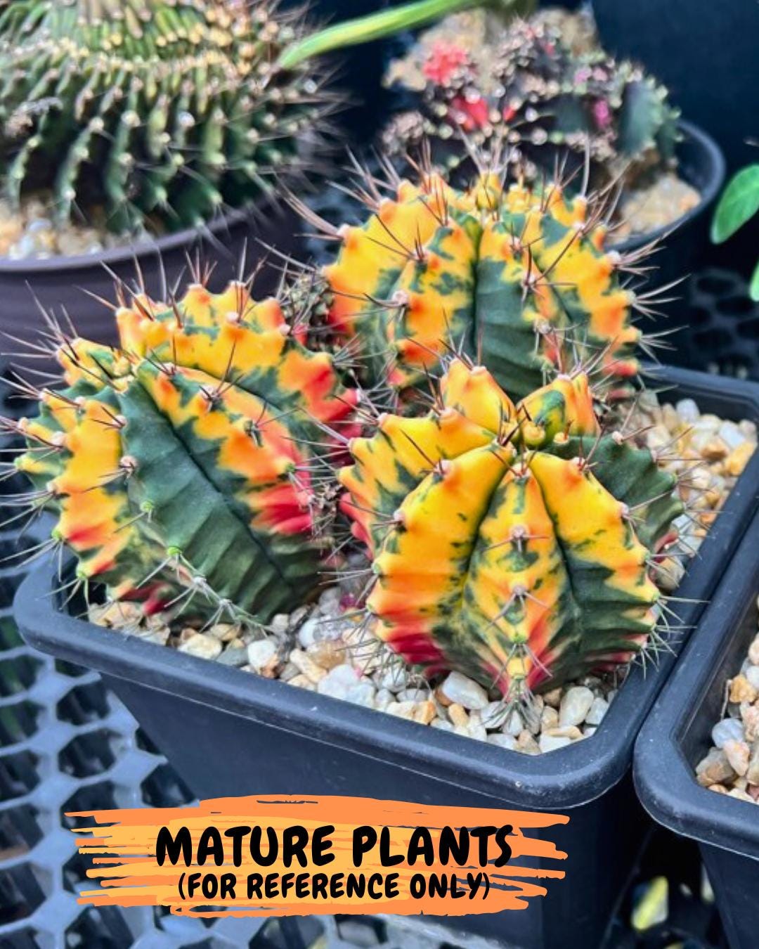Gymnocalycium "Carnelian" (g4) (y3) | variegated cactus