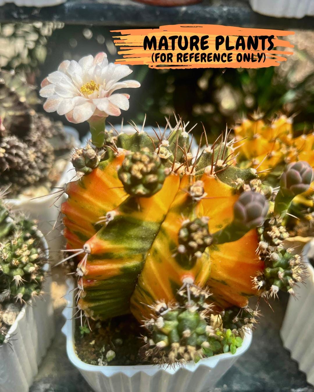 Gymnocalycium "Carnelian" (g4) (y3) | variegated cactus