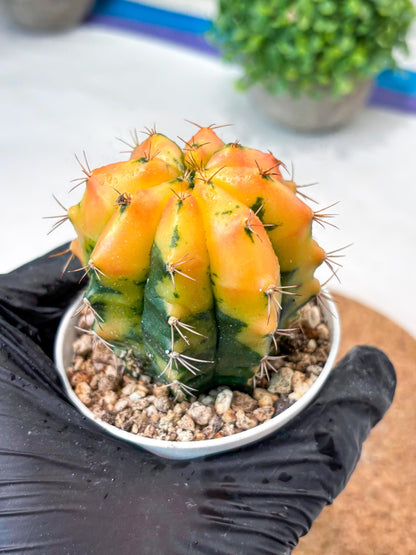 Gymnocalycium "Carnelian" (g4) (y4) | variegated cactus
