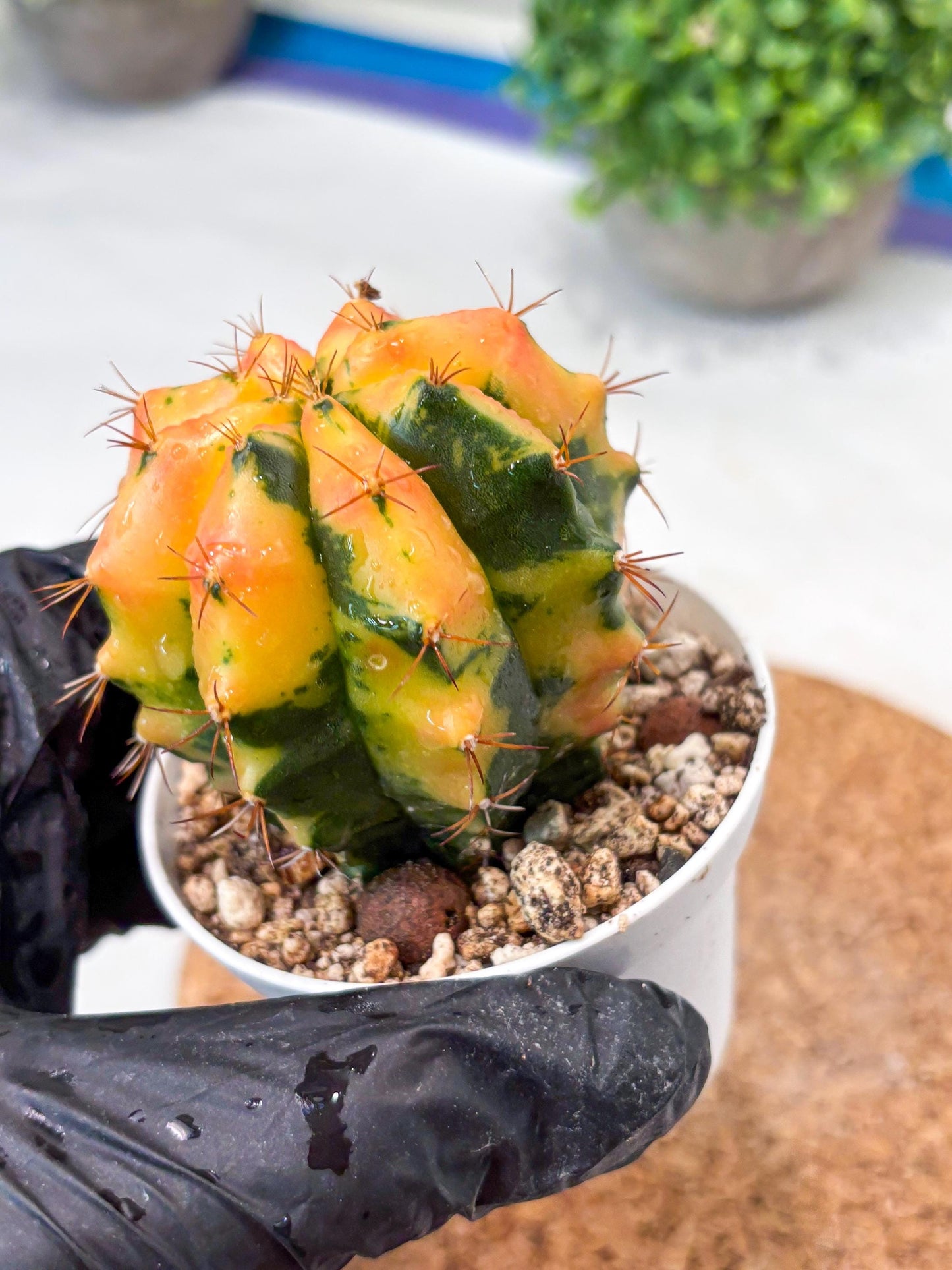 Gymnocalycium "Carnelian" (g4) (y4) | variegated cactus