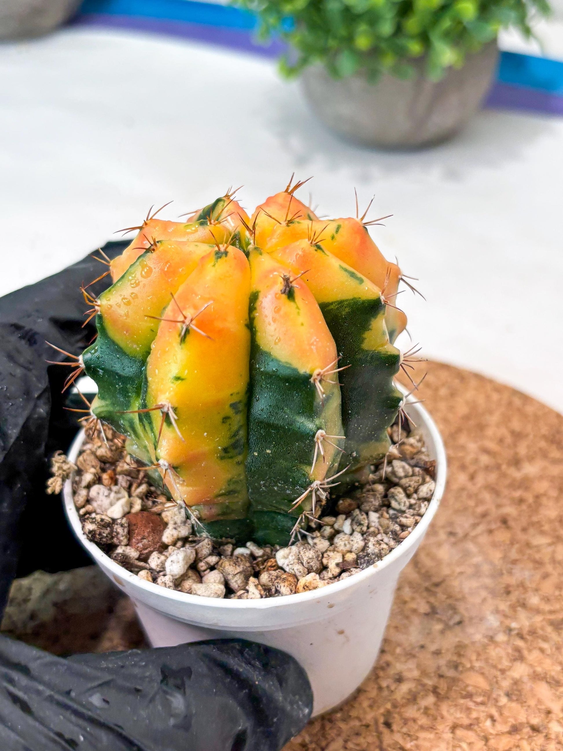 Gymnocalycium "Carnelian" (g4) (y4) | variegated cactus