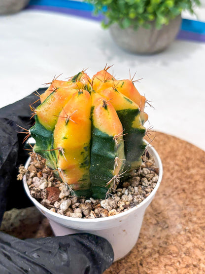 Gymnocalycium "Carnelian" (g4) (y4) | variegated cactus