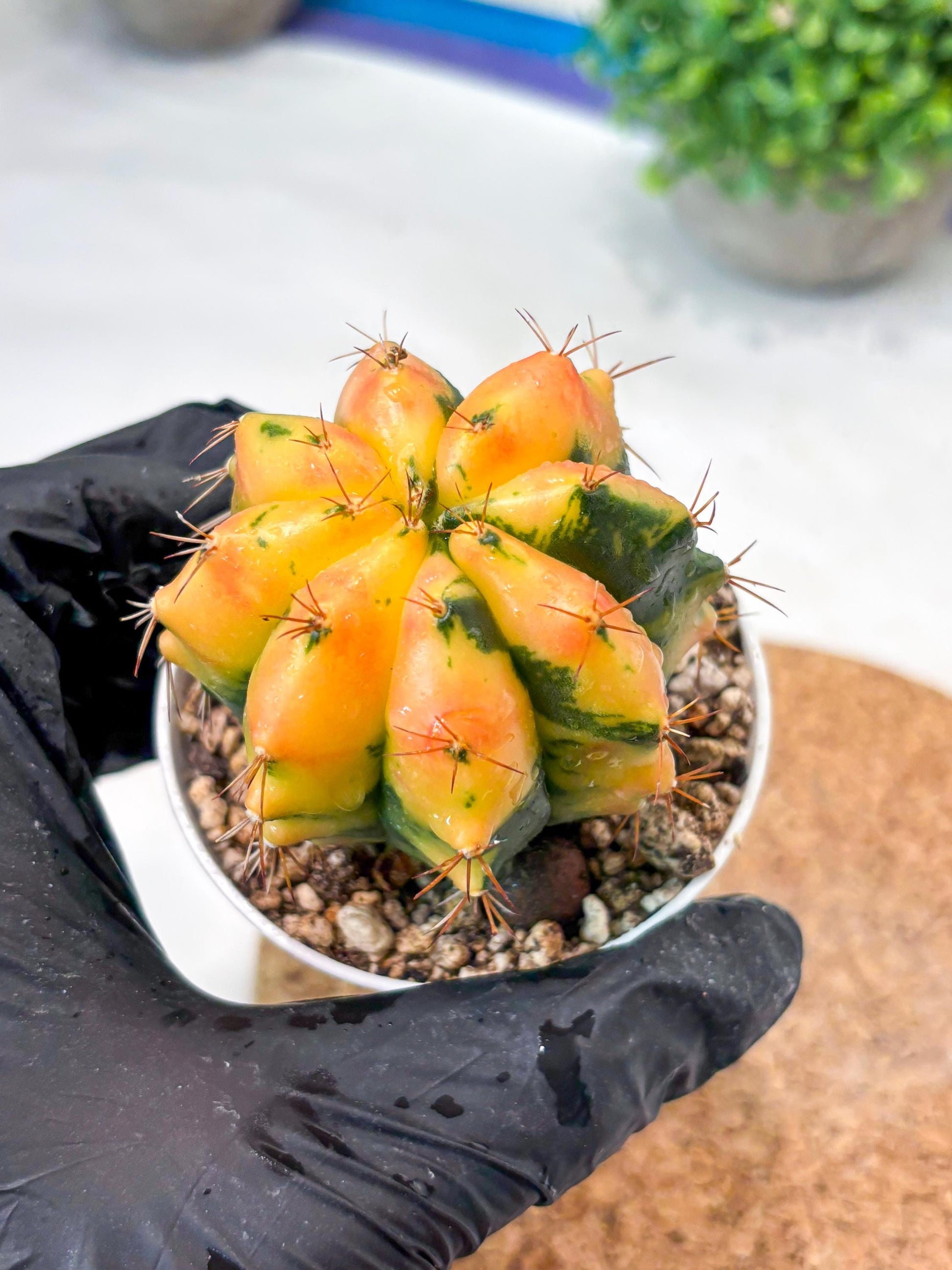 Gymnocalycium "Carnelian" (g4) (y4) | variegated cactus