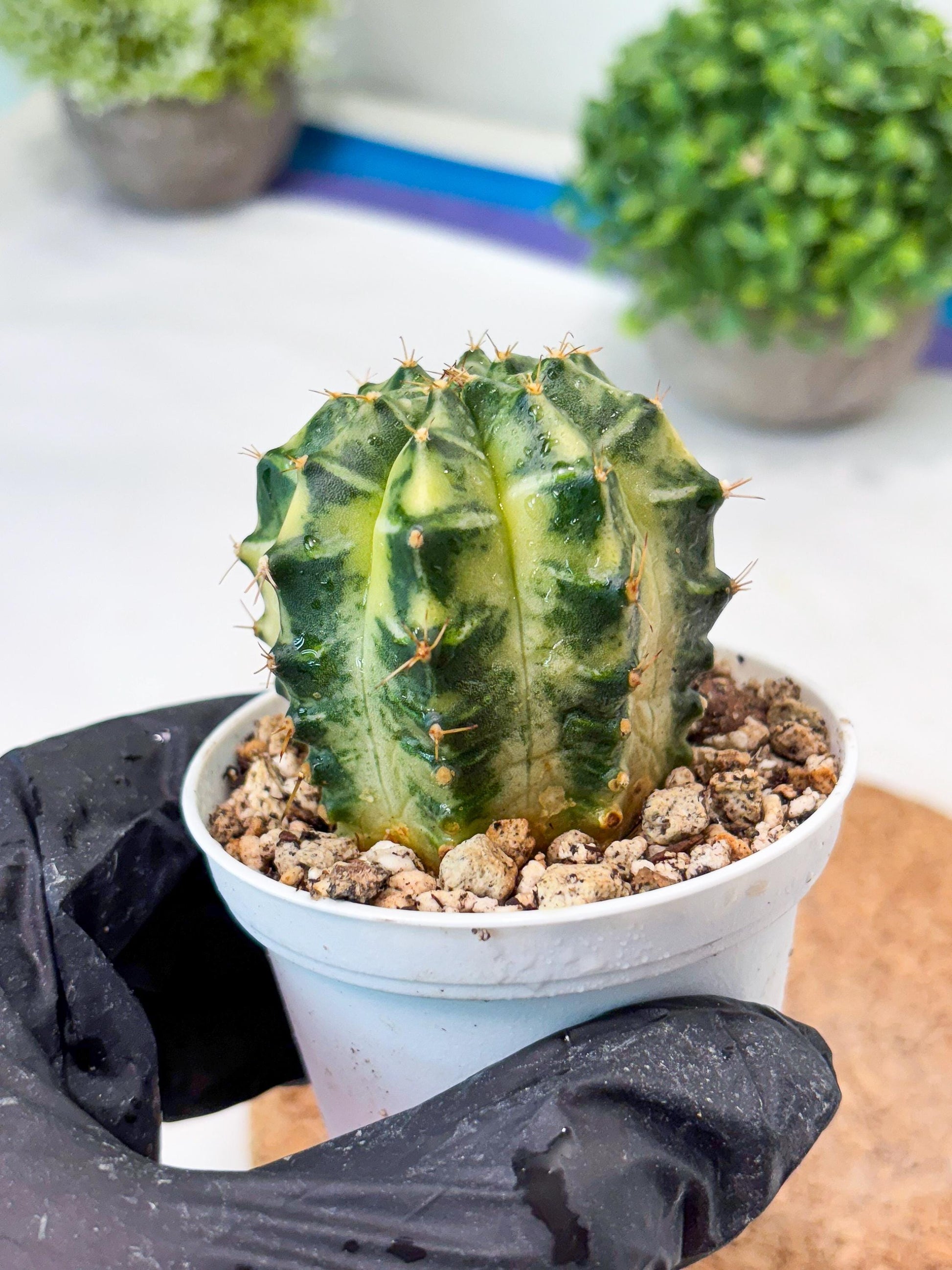 Gymnocalycium "Dragon Egg" (g4) (y5) | Special Hybrid cactus