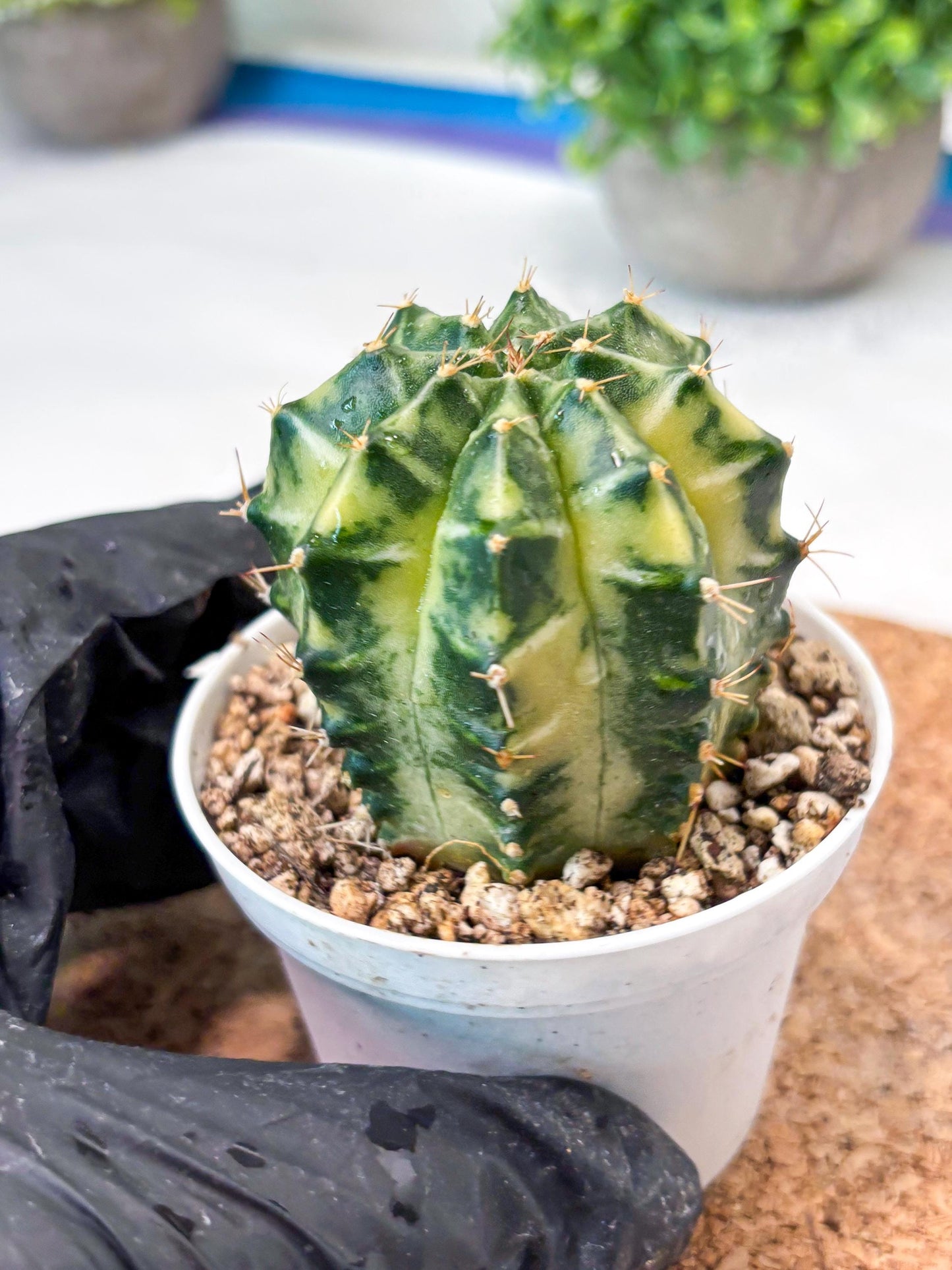 Gymnocalycium "Dragon Egg" (g4) (y5) | Special Hybrid cactus