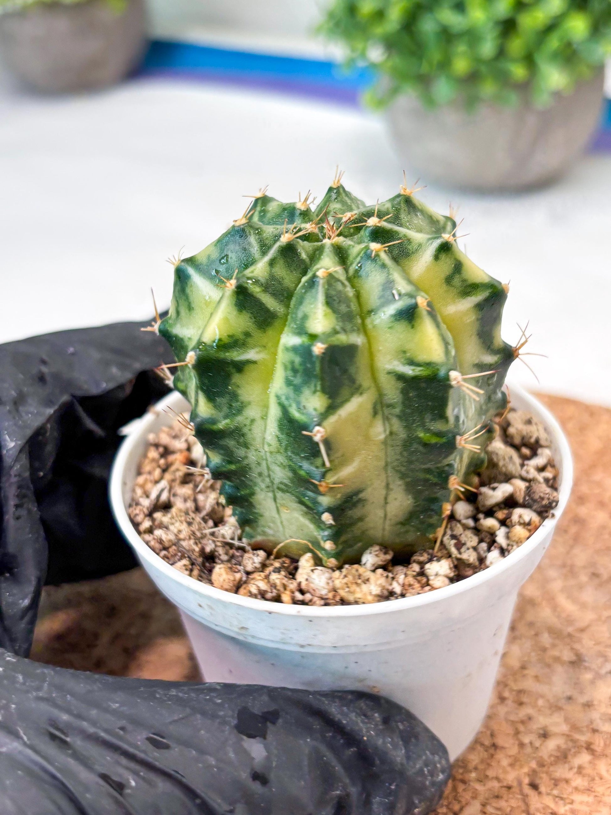 Gymnocalycium "Dragon Egg" (g4) (y5) | Special Hybrid cactus