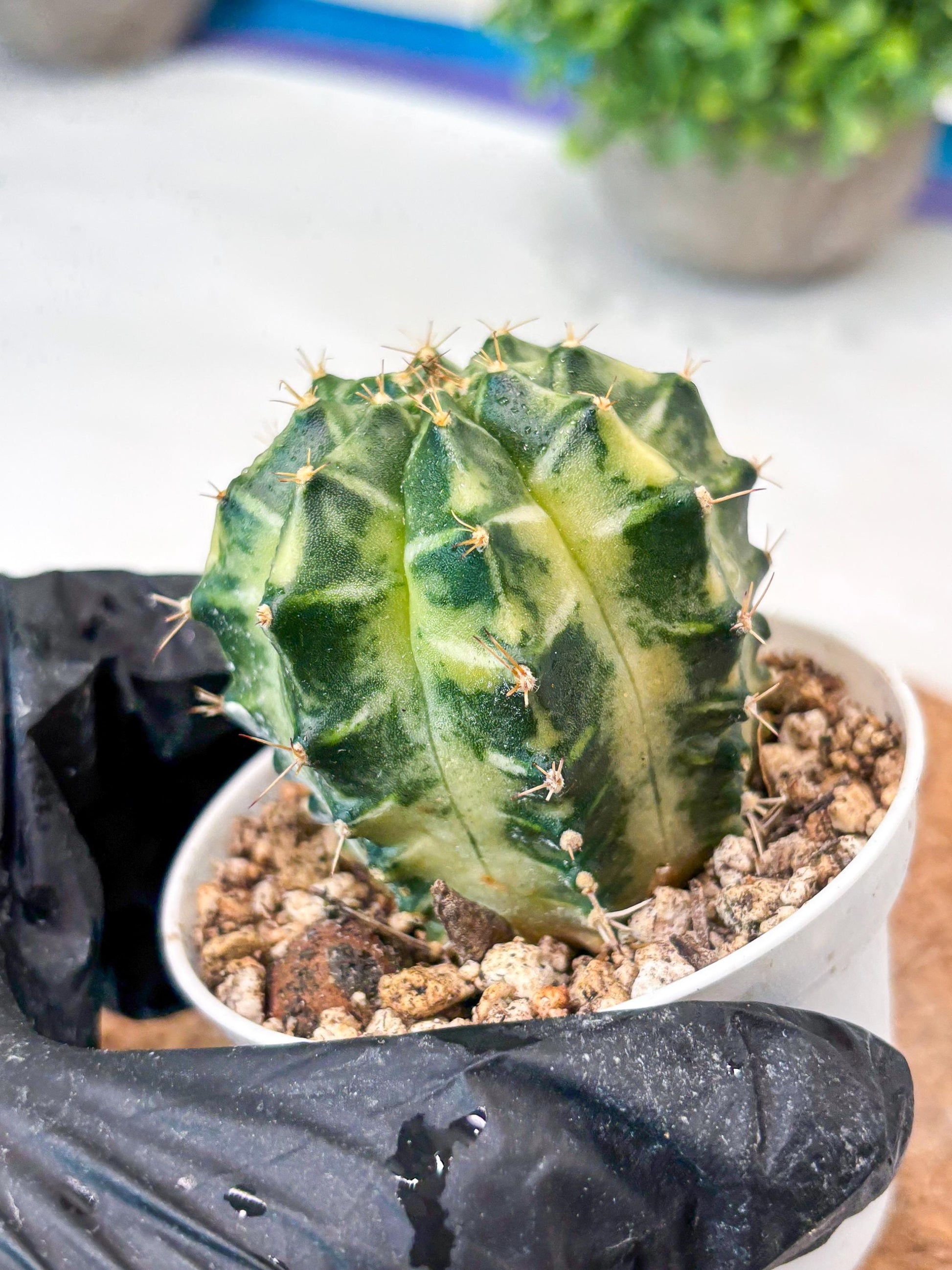 Gymnocalycium "Dragon Egg" (g4) (y5) | Special Hybrid cactus