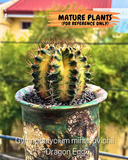 Gymnocalycium "Dragon Egg" (g4) (y6) | Special Hybrid cactus