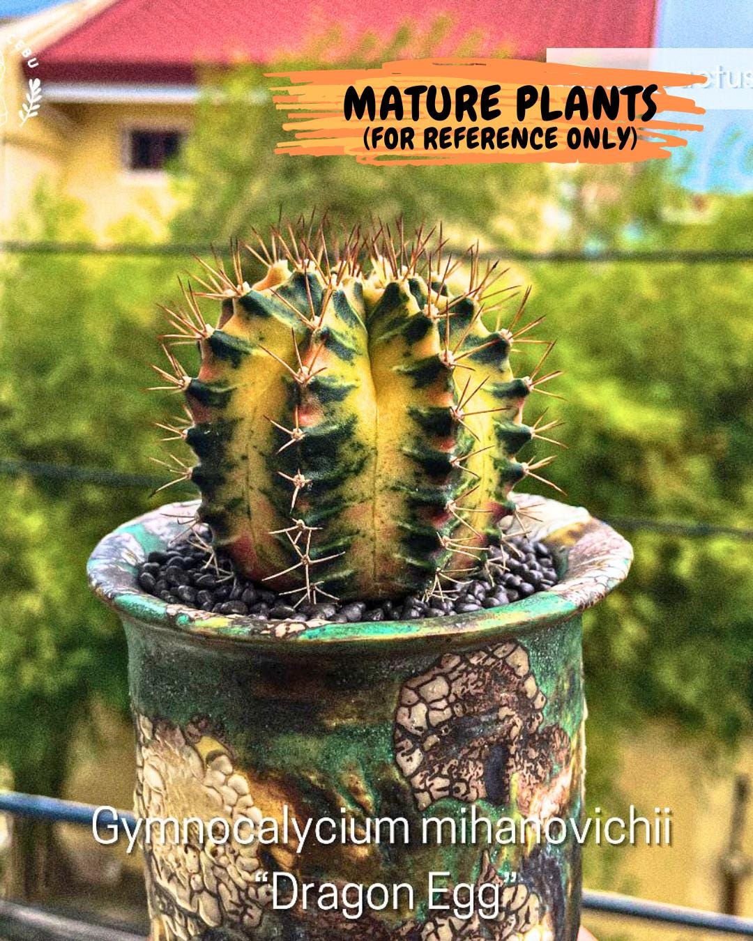 Gymnocalycium "Dragon Egg" (g4) (y5) | Special Hybrid cactus