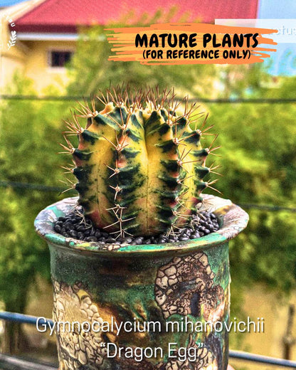 Gymnocalycium Dragon Egg (gy7) (b6) | Special Hybrid cactus