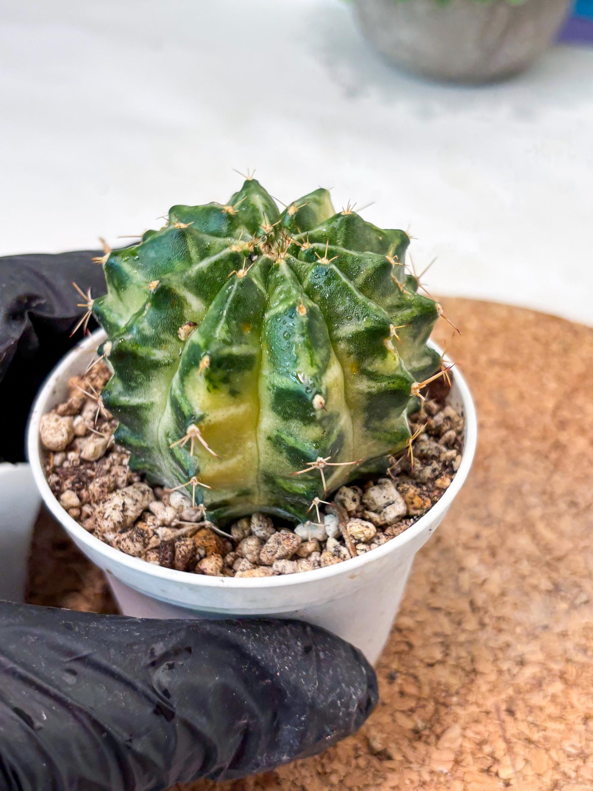 Gymnocalycium "Dragon Egg" (g4) (y6) | Special Hybrid cactus