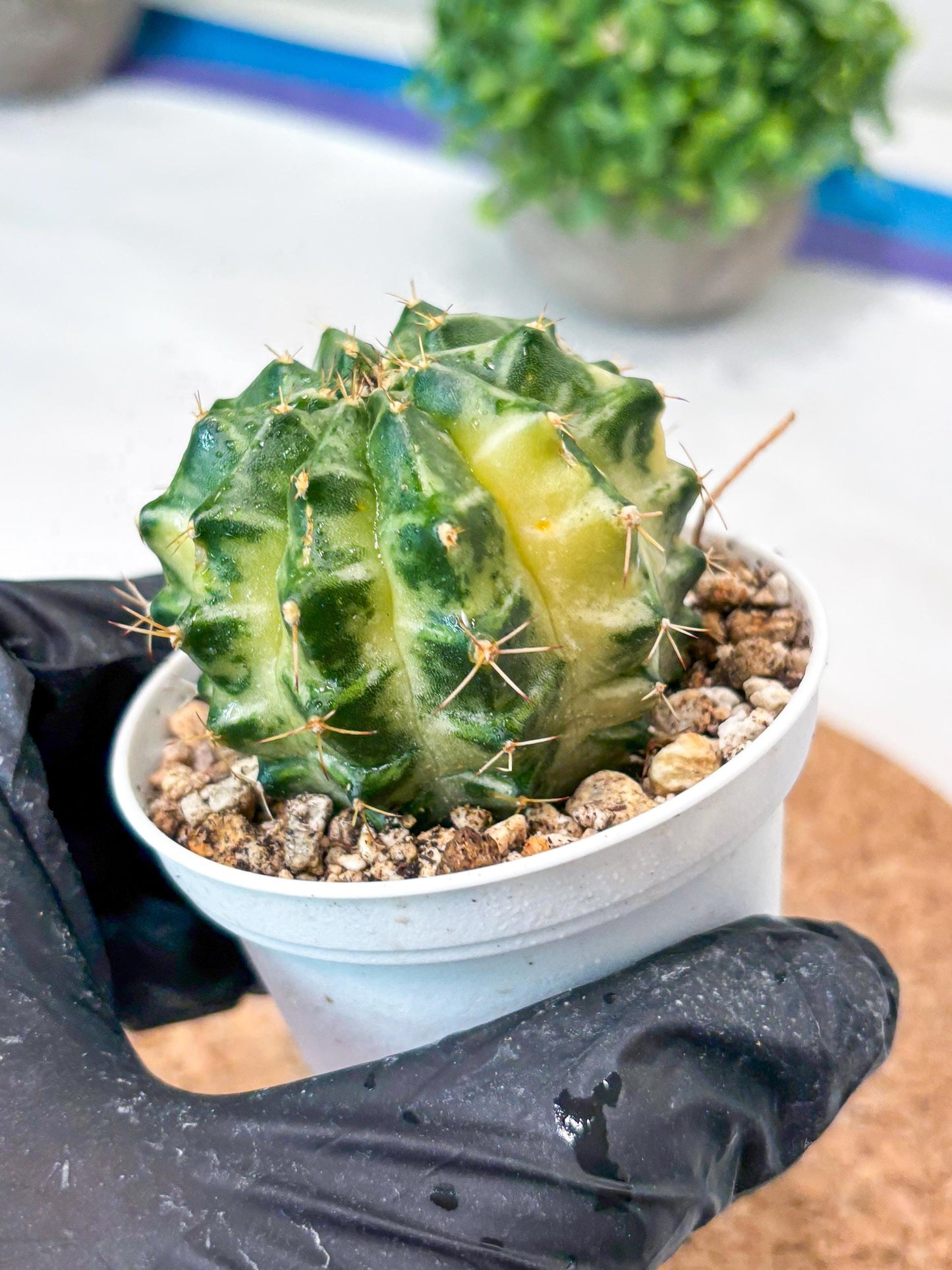 Gymnocalycium "Dragon Egg" (g4) (y6) | Special Hybrid cactus