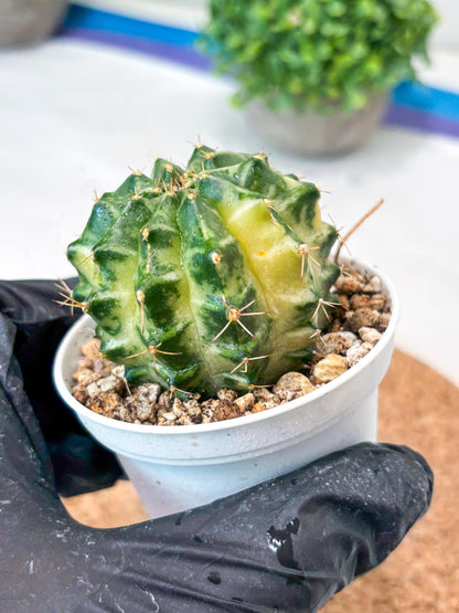 Gymnocalycium "Dragon Egg" (g4) (y6) | Special Hybrid cactus