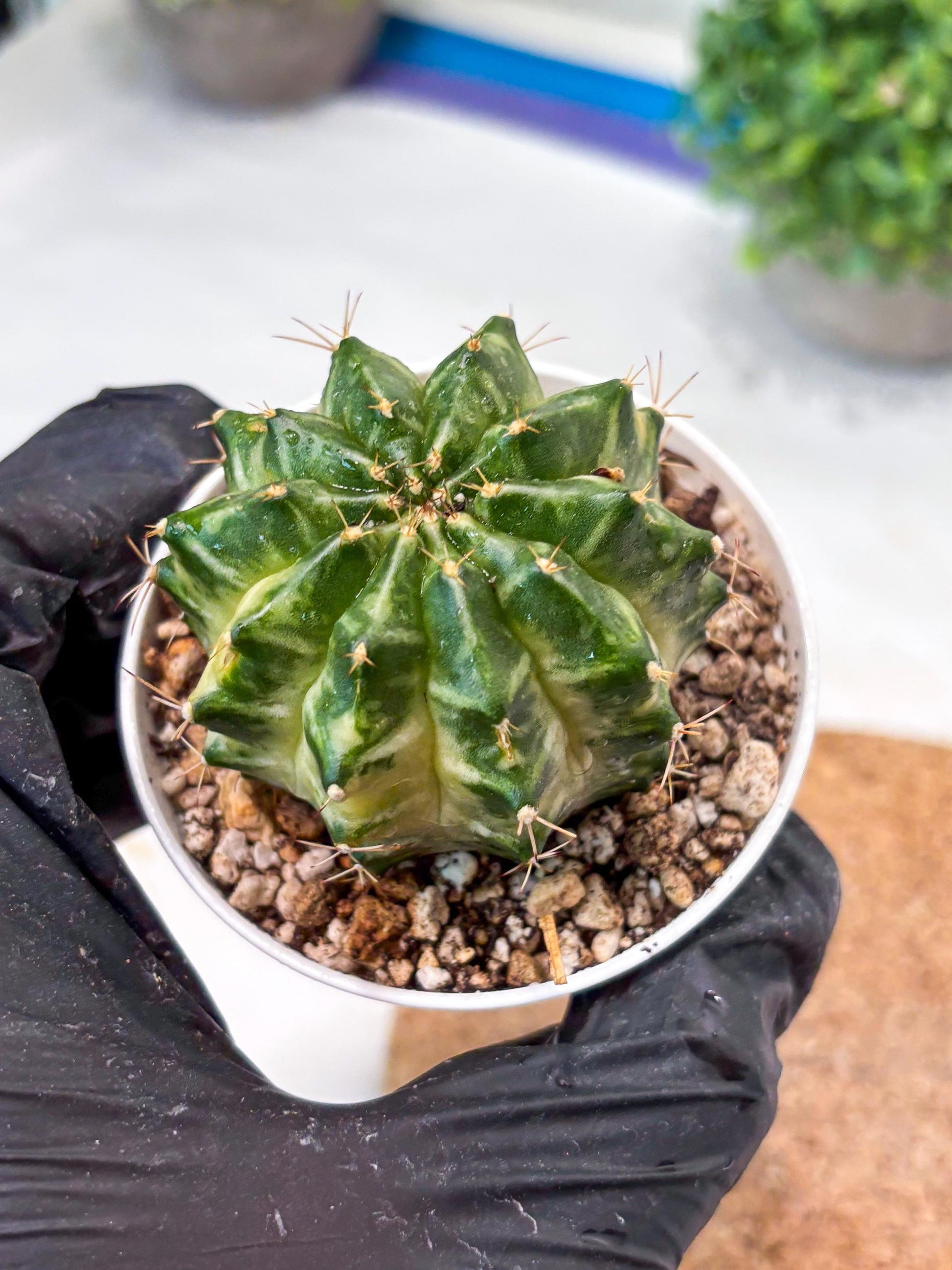 Gymnocalycium "Dragon Egg" (g4) (y6) | Special Hybrid cactus