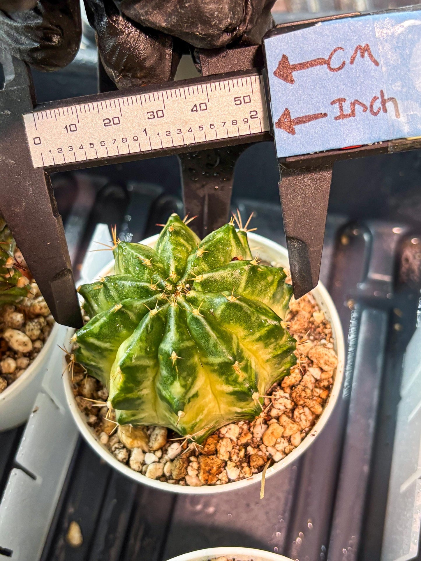 Gymnocalycium "Dragon Egg" (g4) (y6) | Special Hybrid cactus