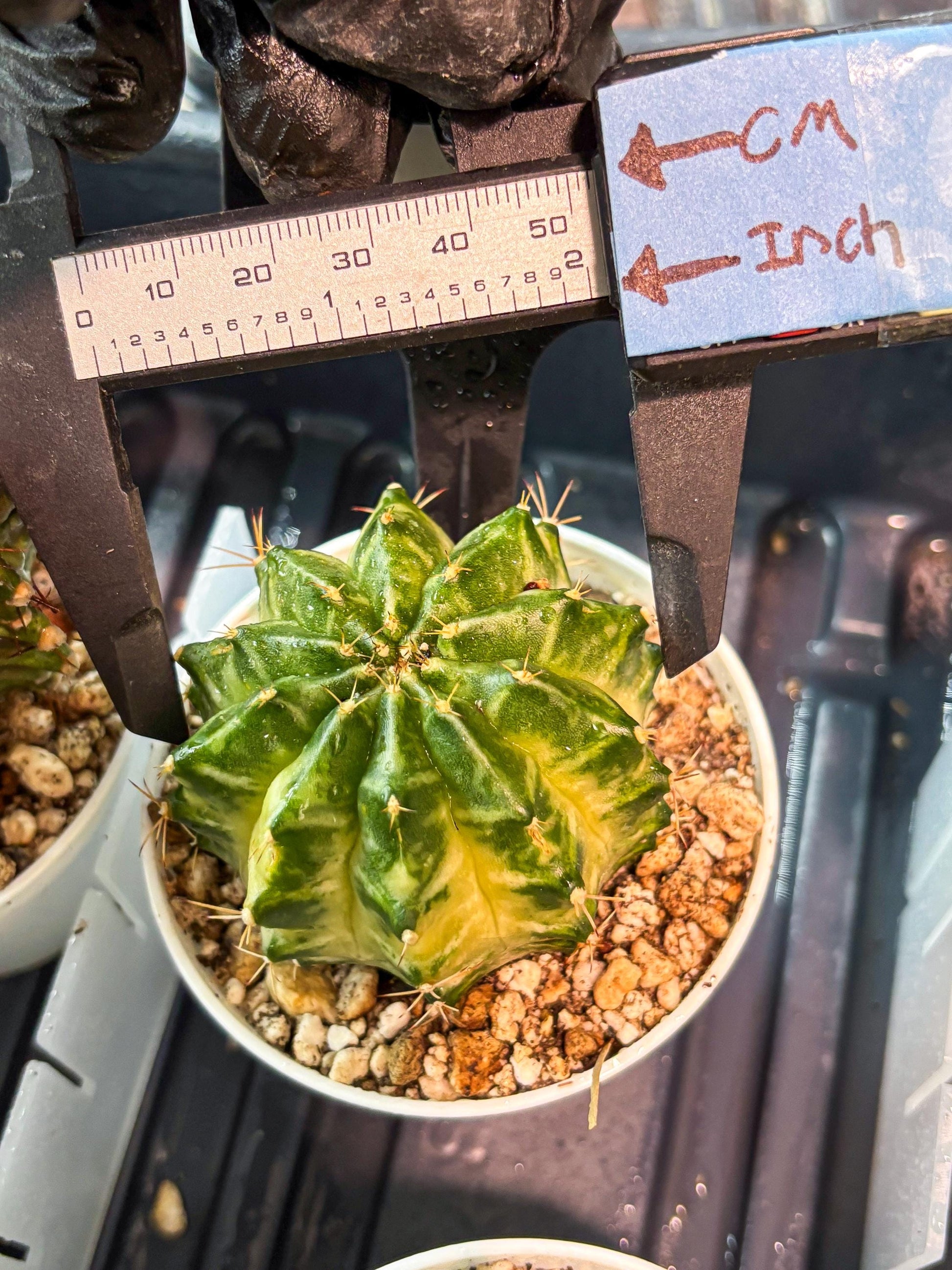 Gymnocalycium "Dragon Egg" (g4) (y6) | Special Hybrid cactus