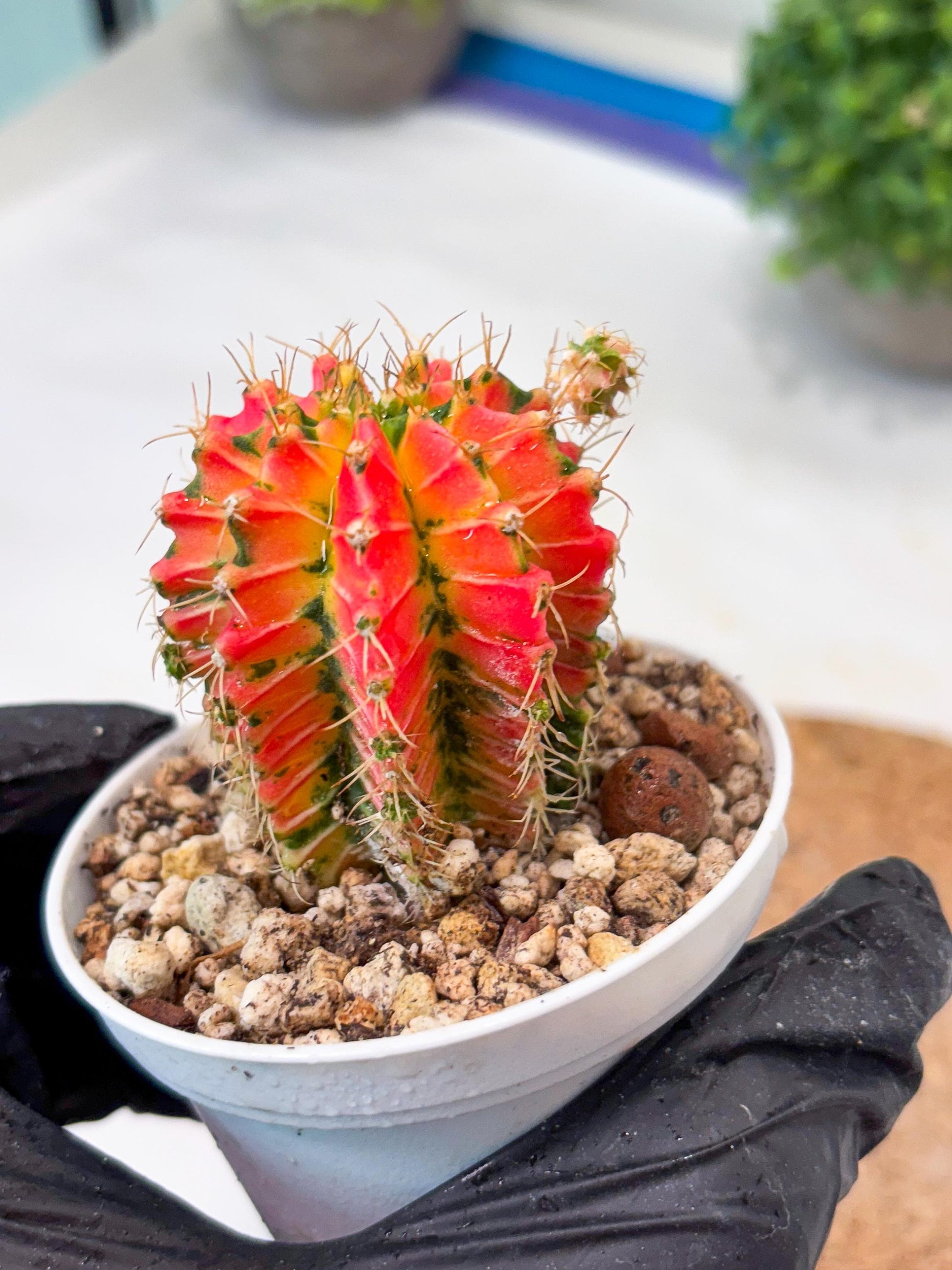 Gymnocalycium "Ladybug" (g4) (g1) | Special Hybrid cactus