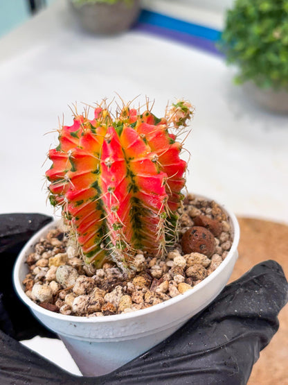 Gymnocalycium "Ladybug" (g4) (g1) | Special Hybrid cactus